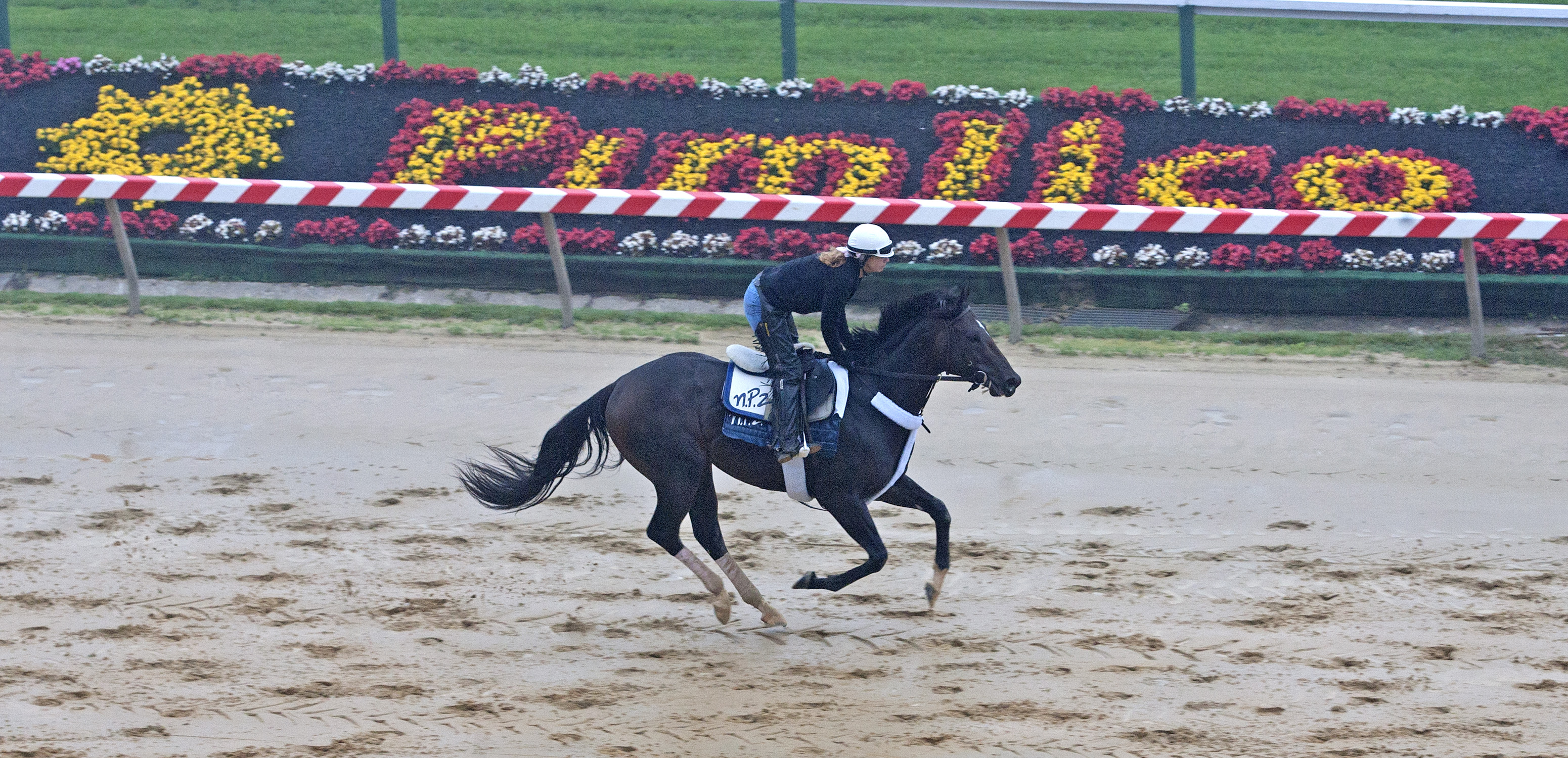 Preakness: Animal Kingdom, Dialed In the early co-favorites