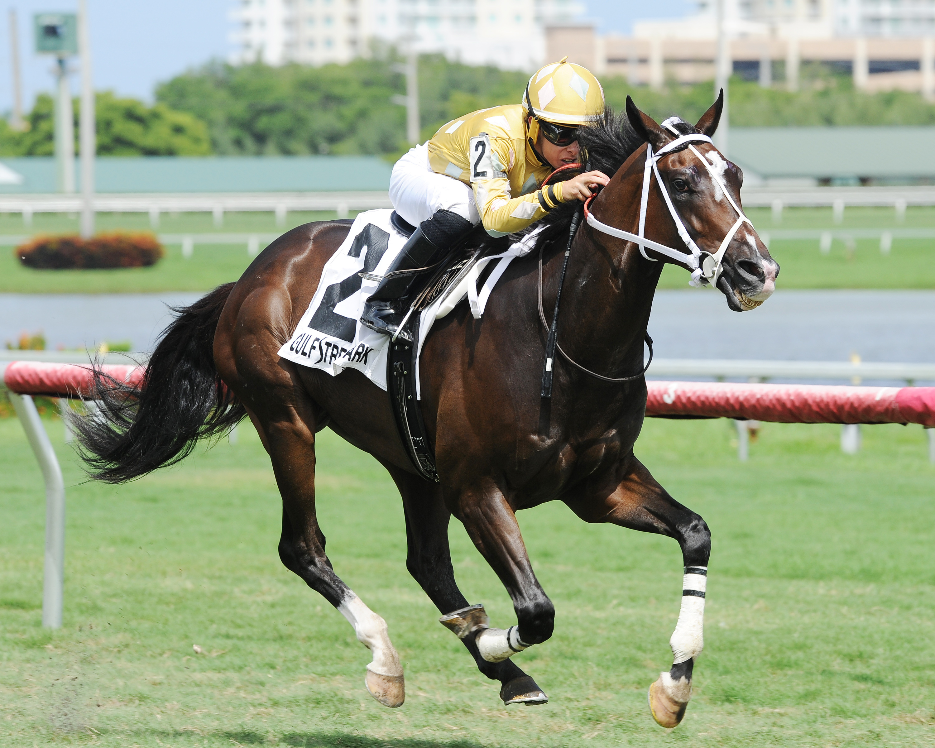 Diamond Bachelor wins the Mr. Steele Stakes