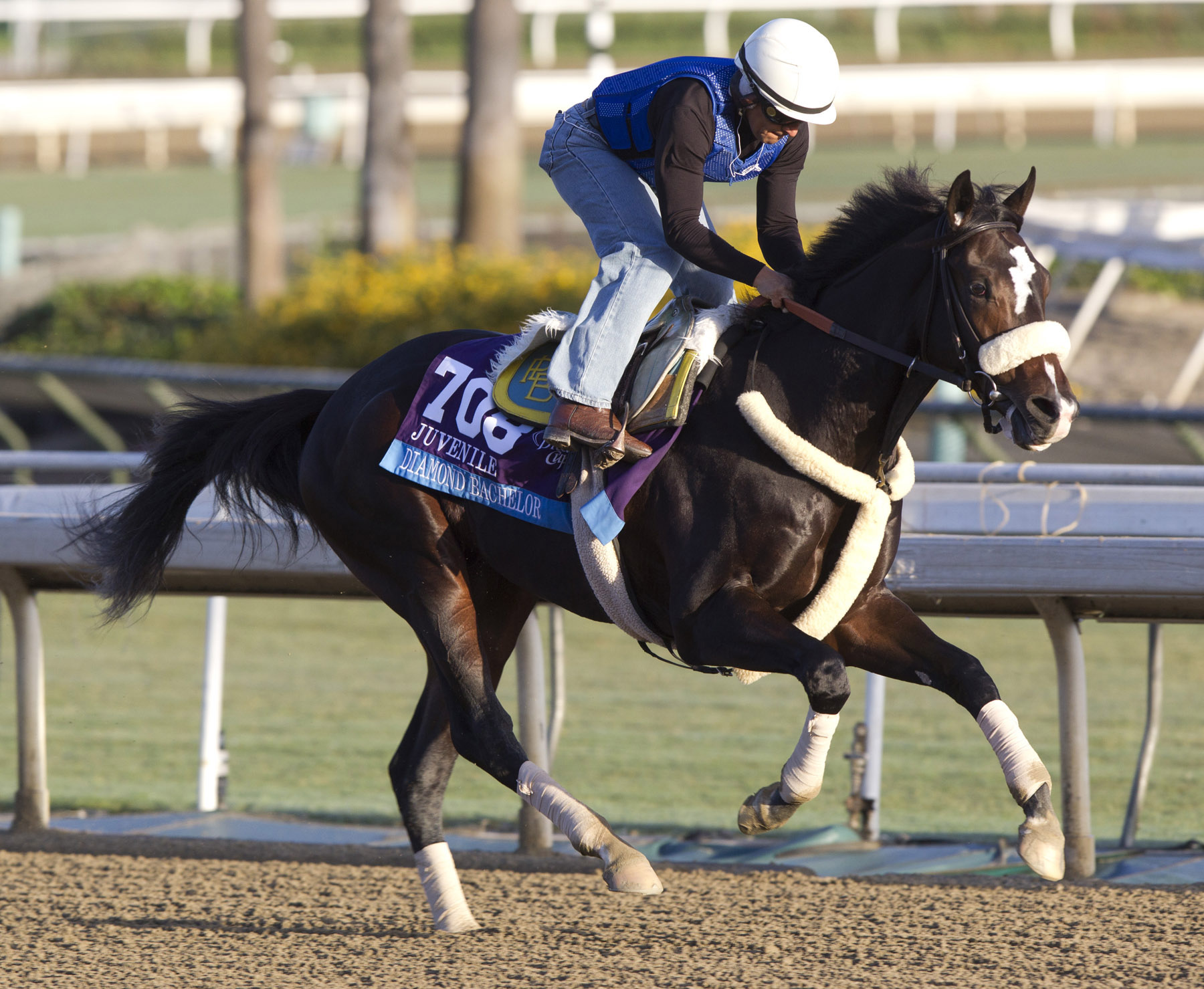 Diamond Bachelor at Santa Anita on Oct. 29