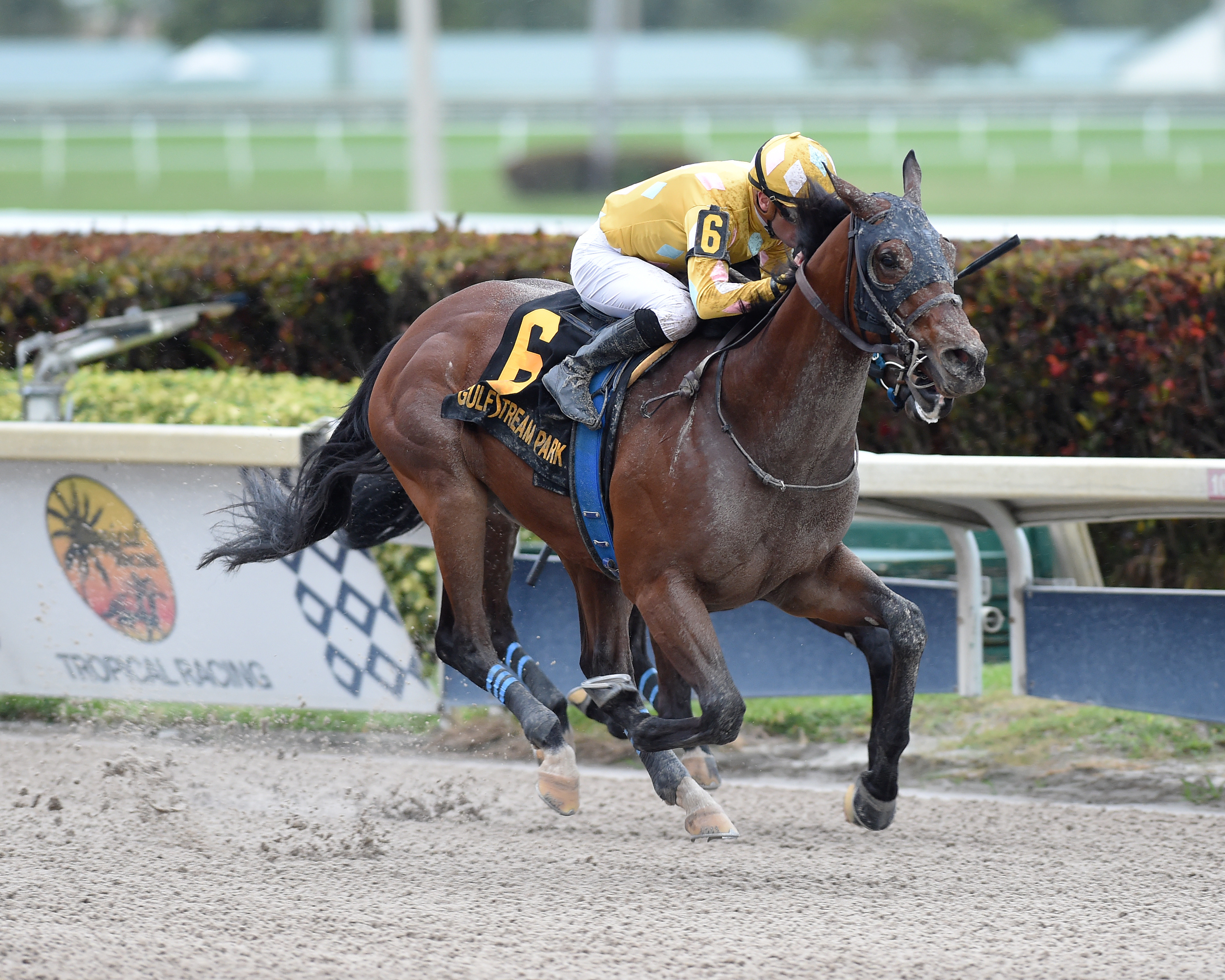 Diamond Oops wins the 2019 Mr. Prospector Stakes