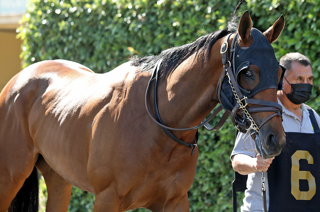Dicey Mo Chara at Santa Anita Park in May 2021