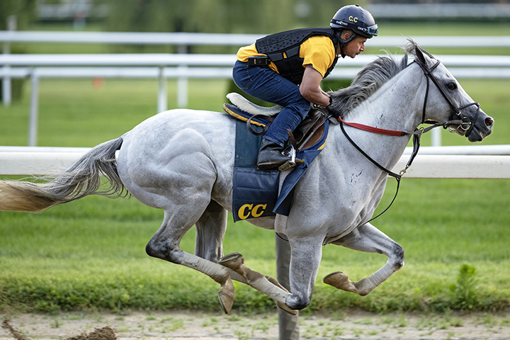 Disco Partner trains at Belmont Park on June 1