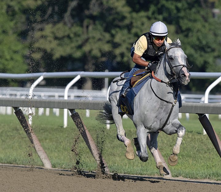Disco Partner trains at Saratoga Race Course on Aug. 20