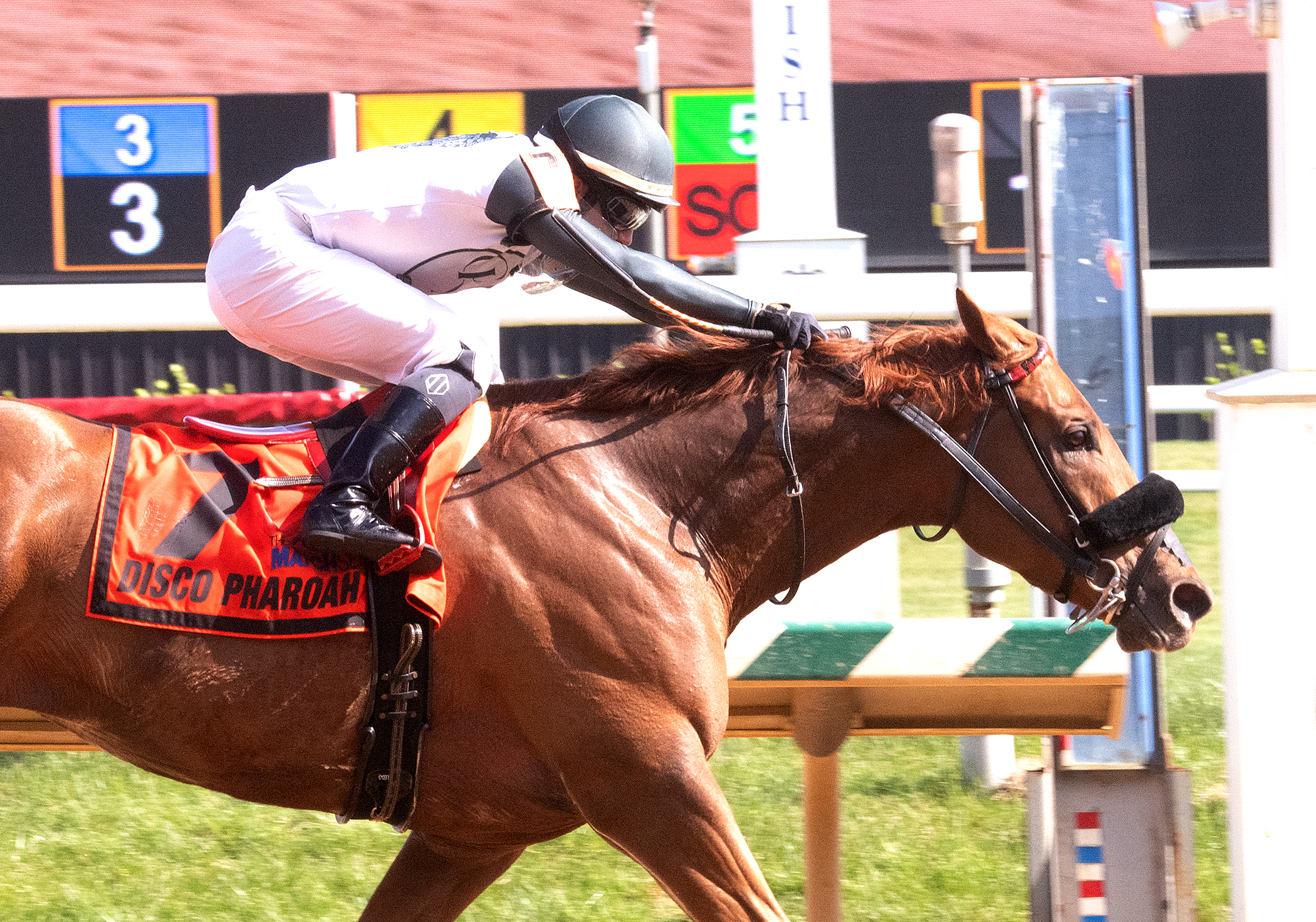 Disco Pharoah wins the Frank Whiteley under Jevian Toledo at Laurel on April 16 2022