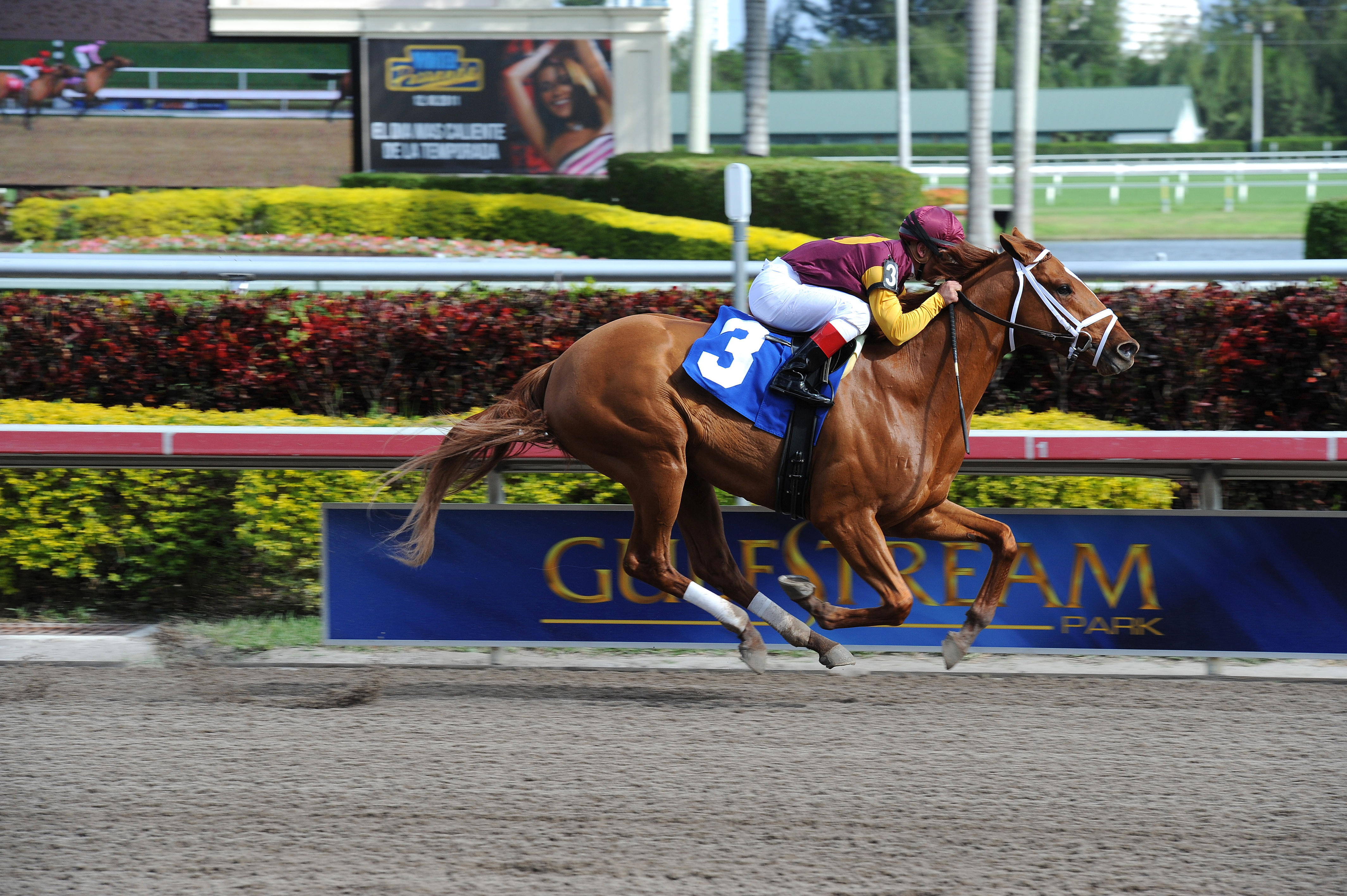 Discreet Dancer/maiden win