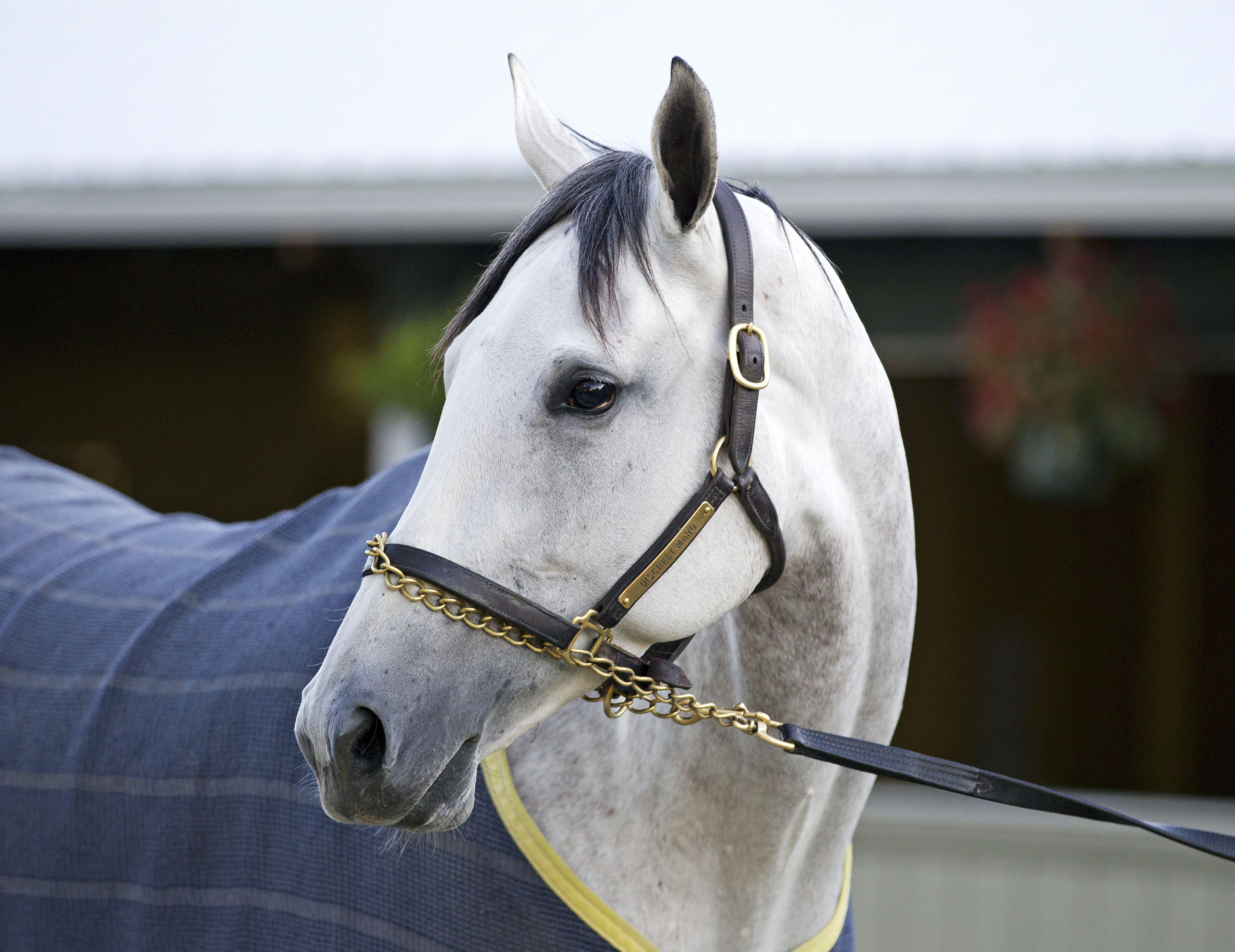 Discreet Marq
