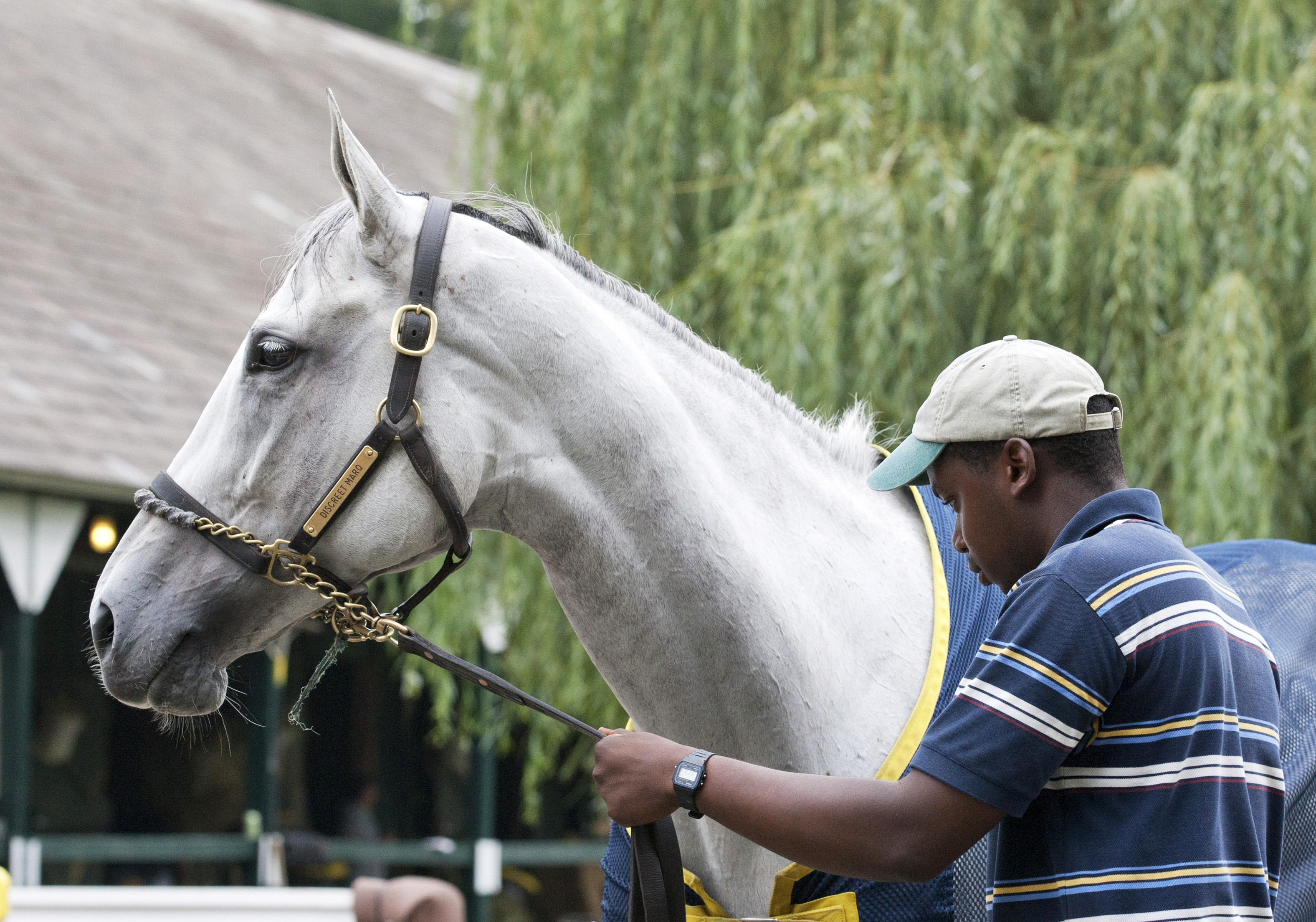 Discreet Marq at Saratoga on Aug. 19