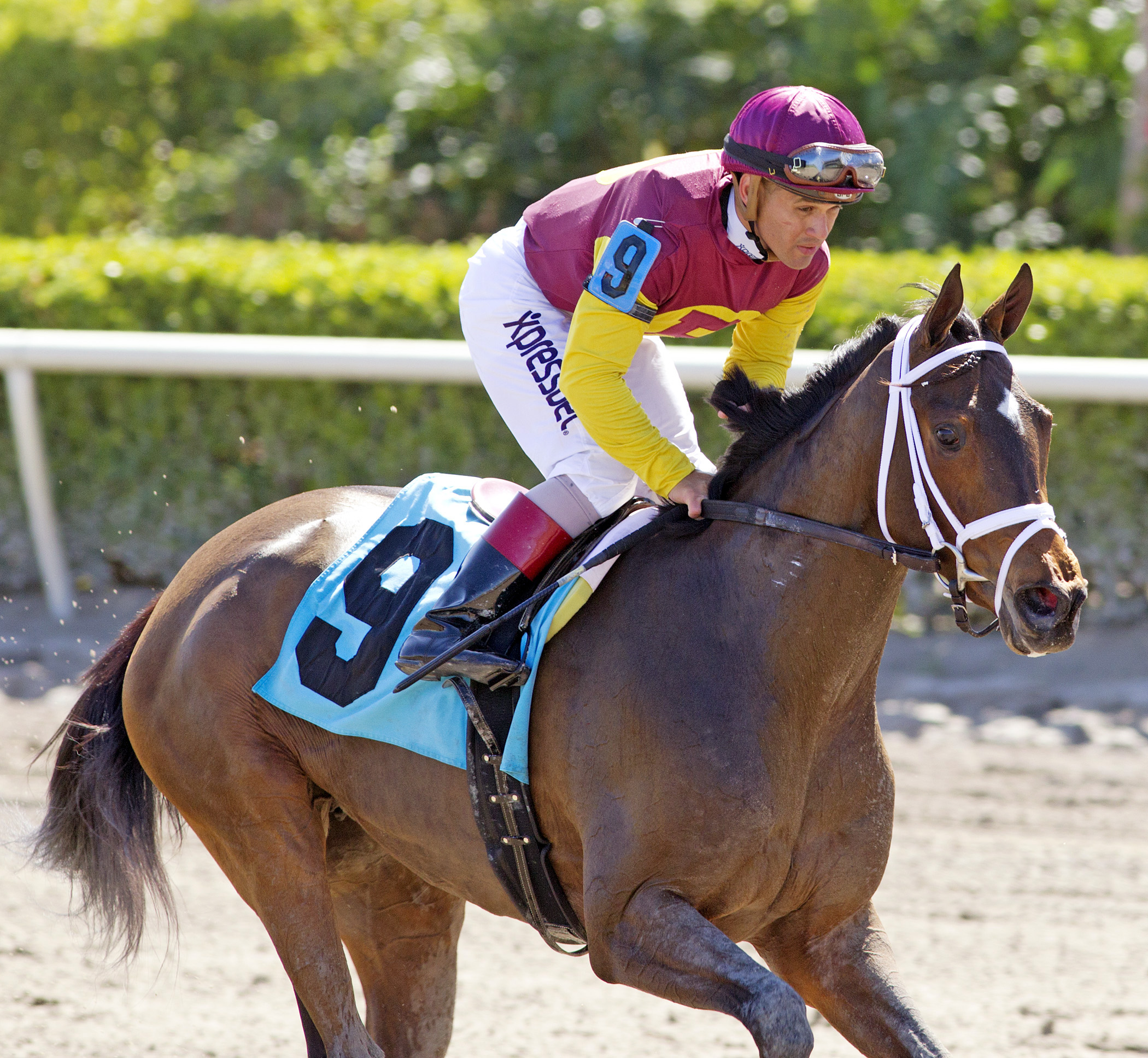 Discreetly Elusive at a maiden race