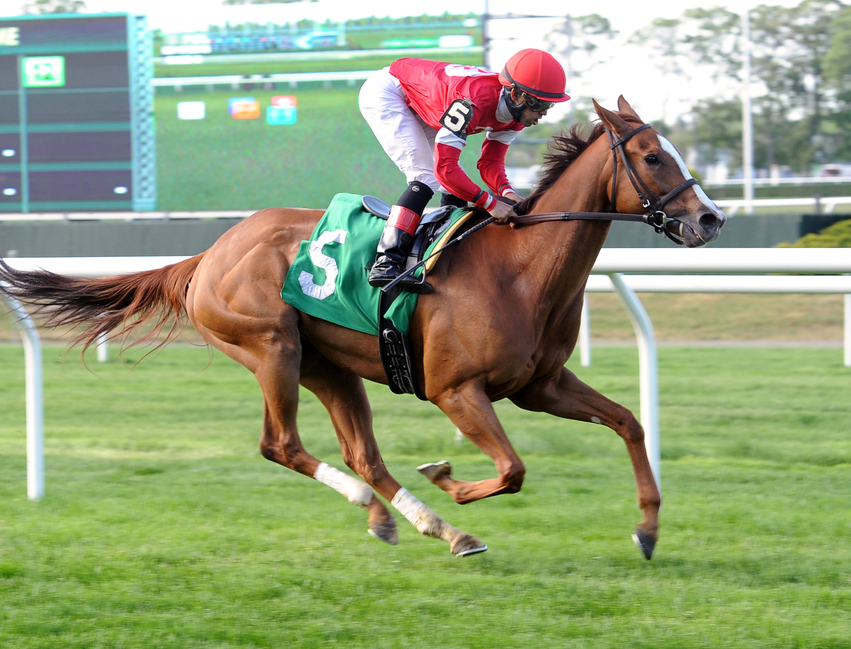 Distorted Beauty wins an optional claiming race