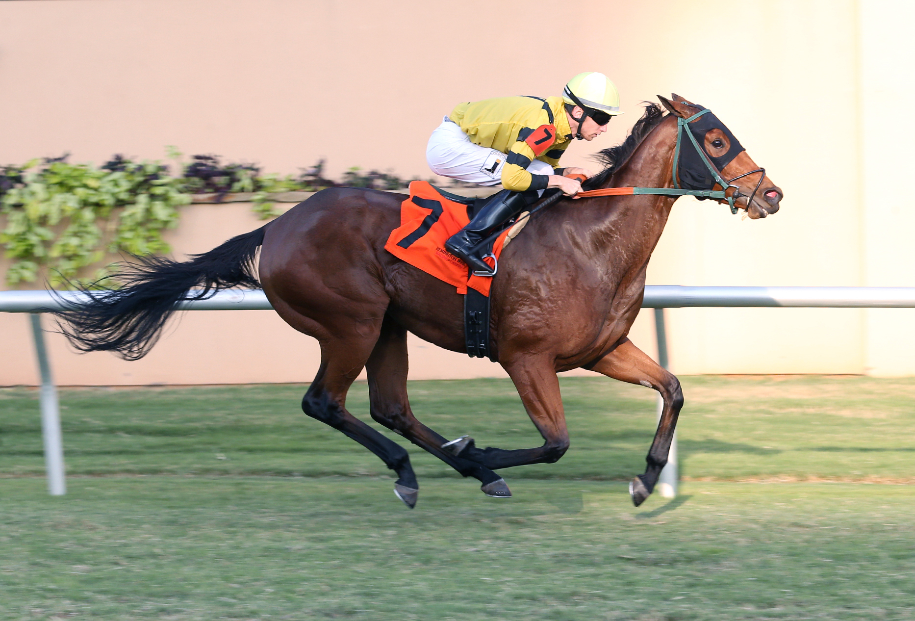 Diva-s Rule wins the 2017 Bob Barry Memorial