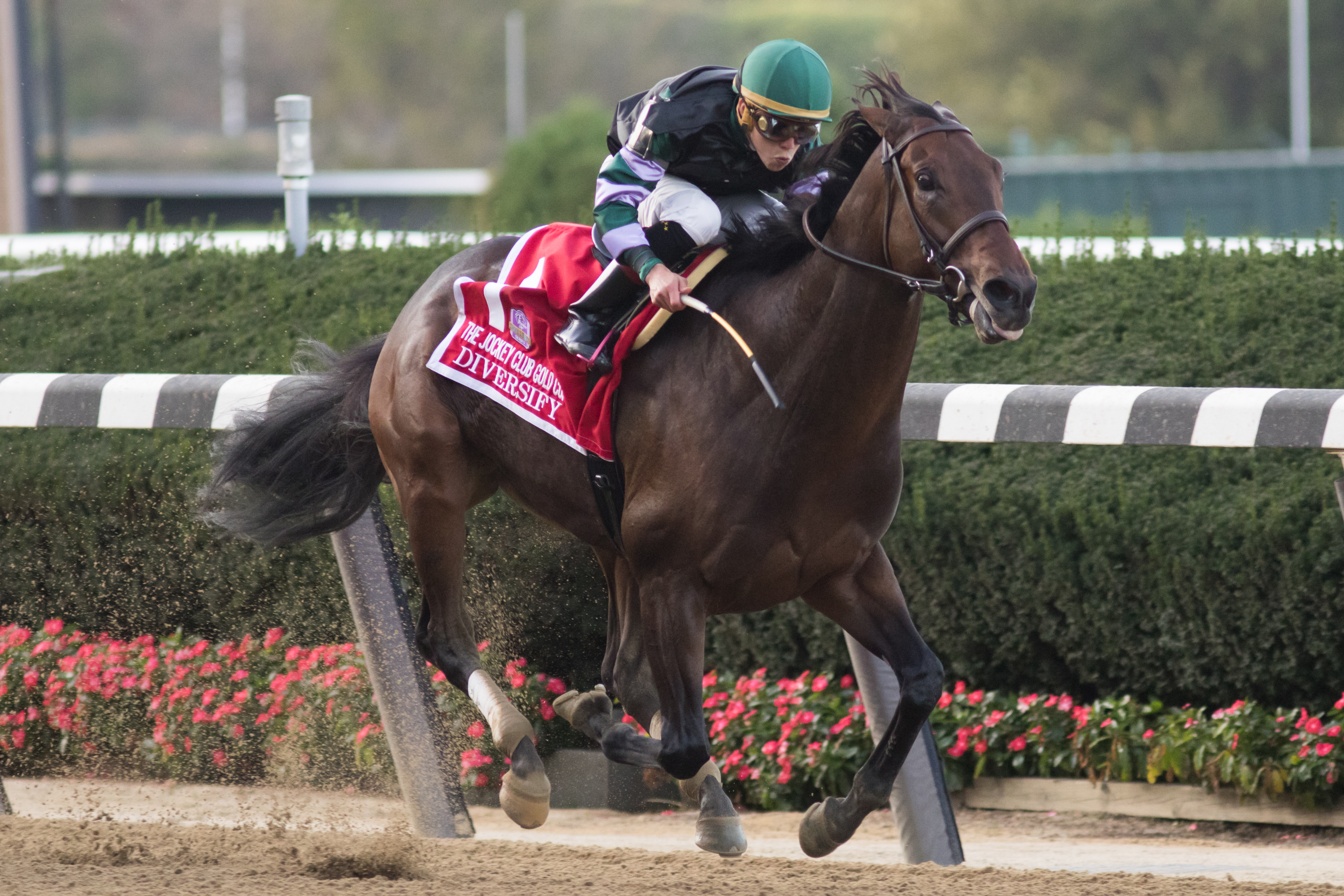 Diversify wins the 2017 Jockey Club Gold Cup