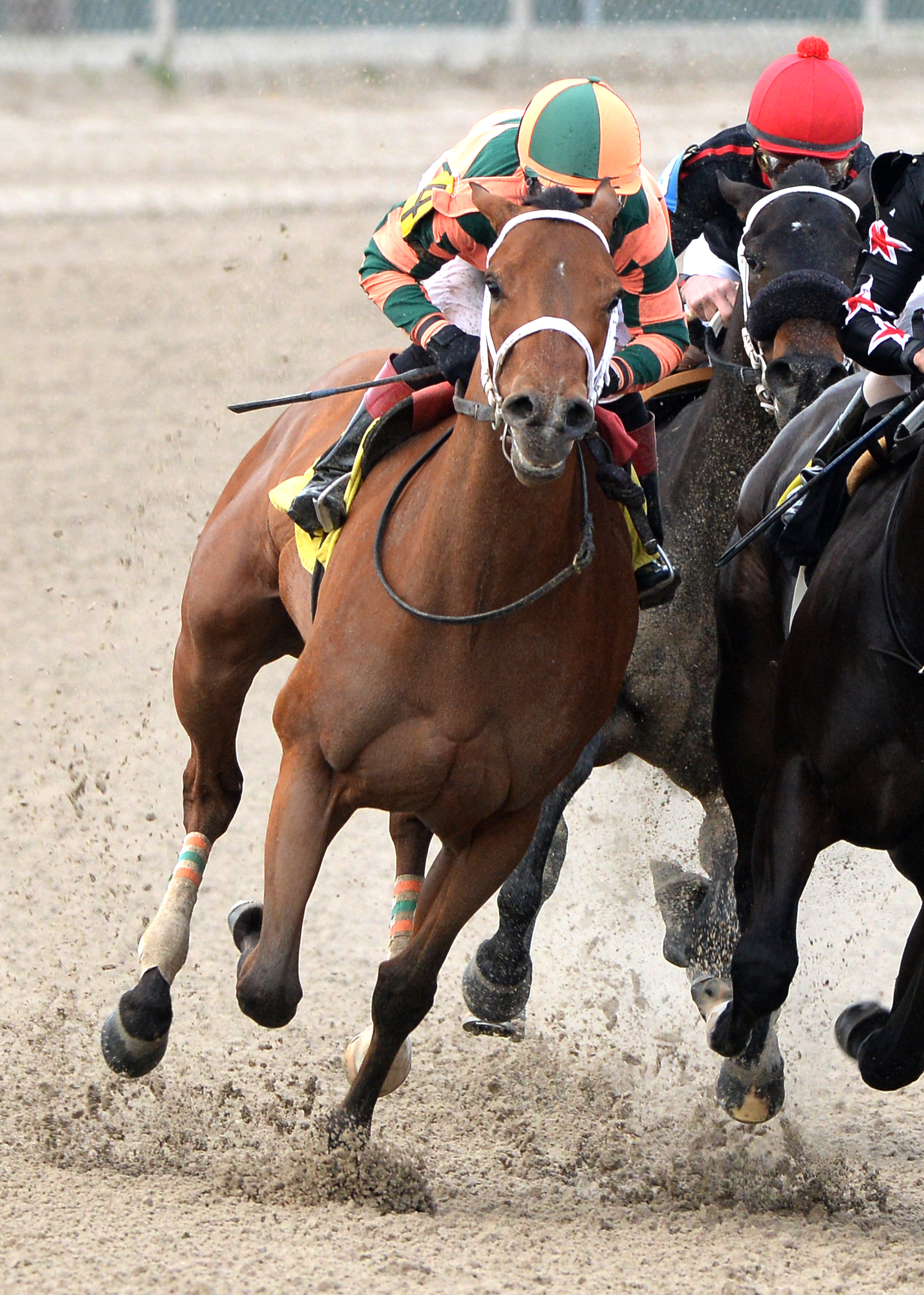 Divine Beauty wins the Letellier Memorial Overnight Stakes
