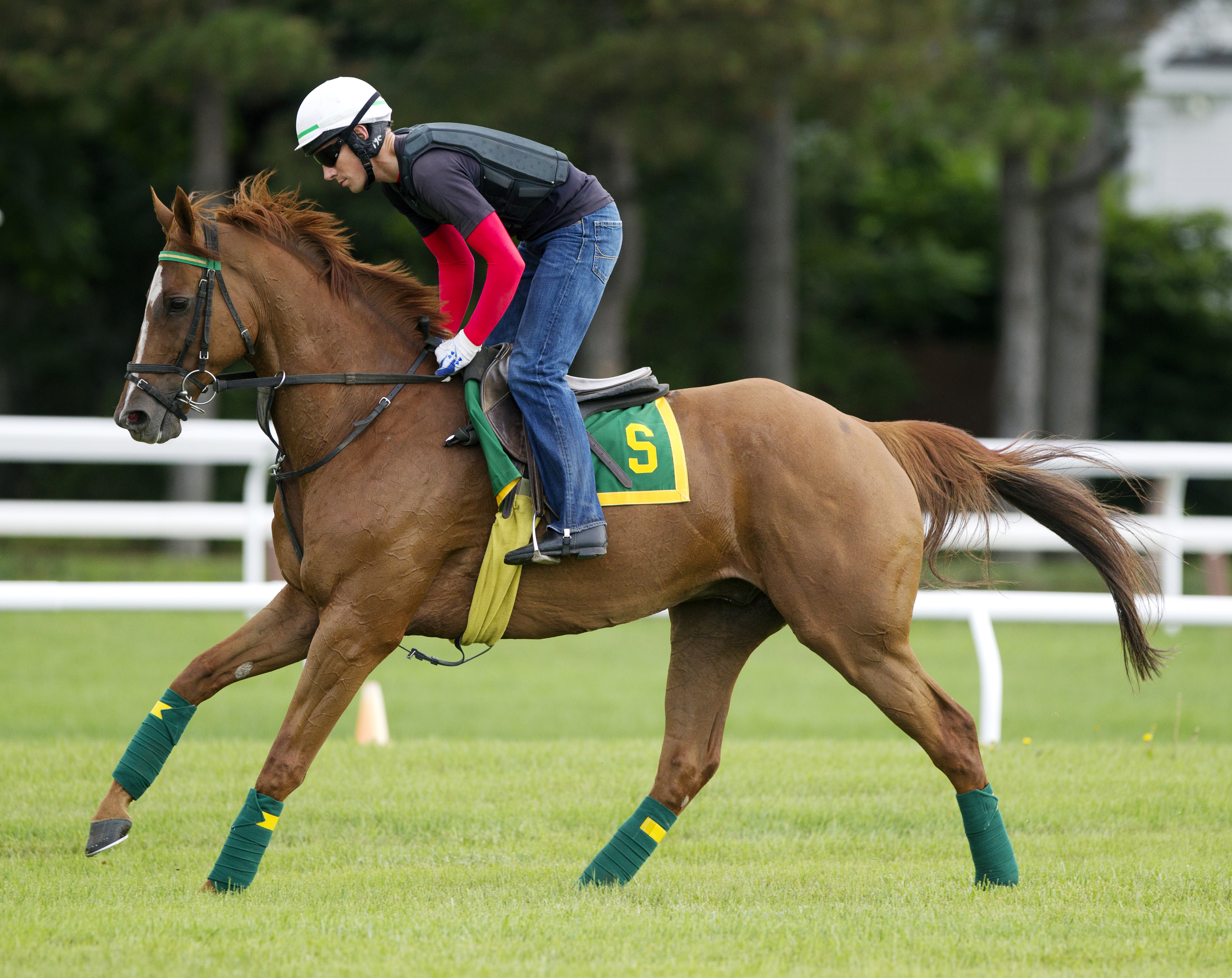 Divine Fortune trains at Saratoga on July 24
