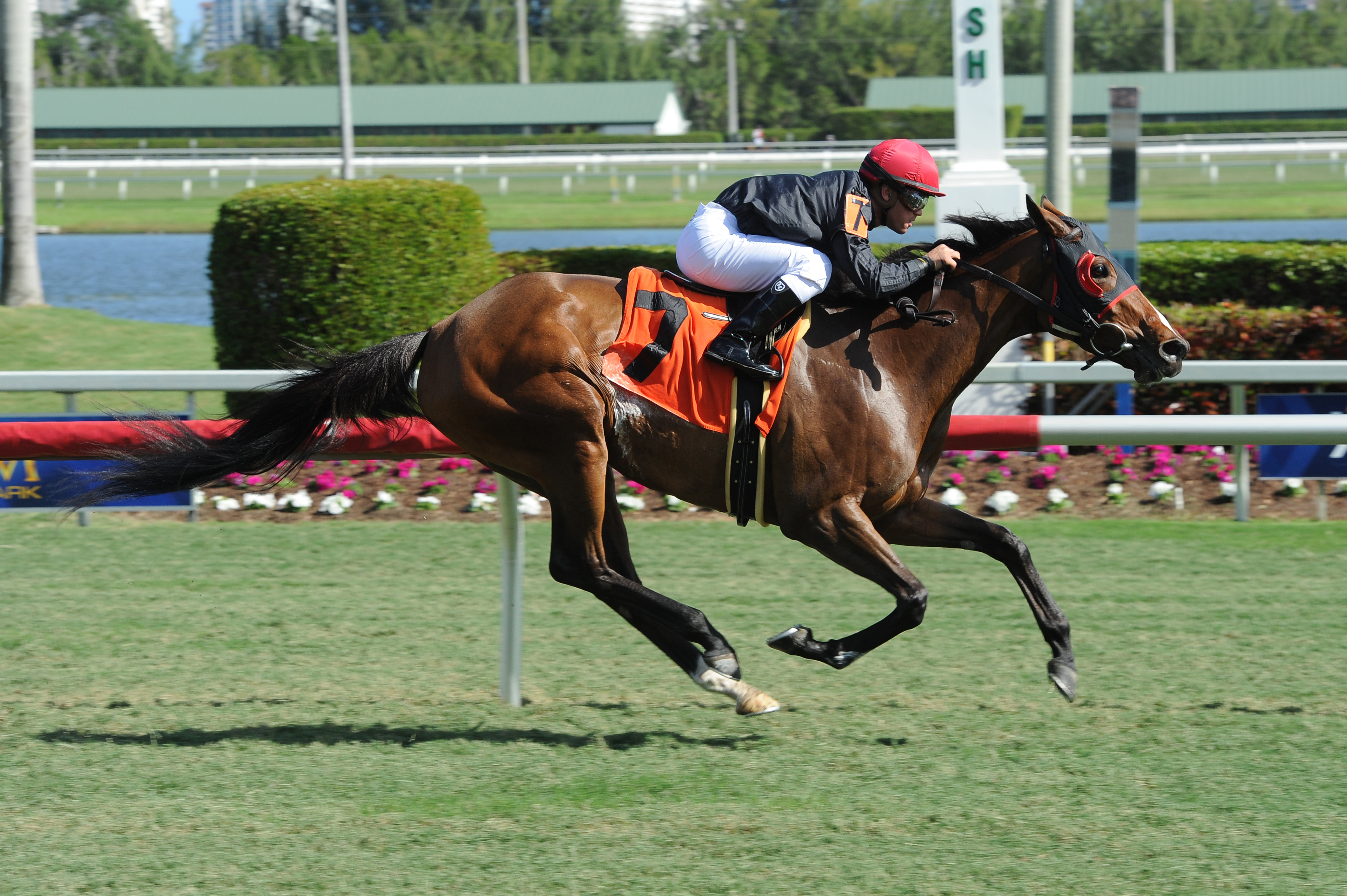 Divine Luck, maiden win