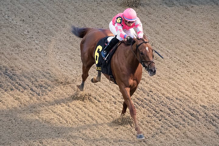 Divine Miss Grey wins the 2018 Chilukki Stakes