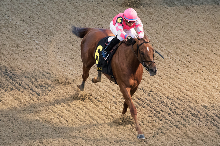 Divine Miss Grey wins the 2018 Chilukki Stakes