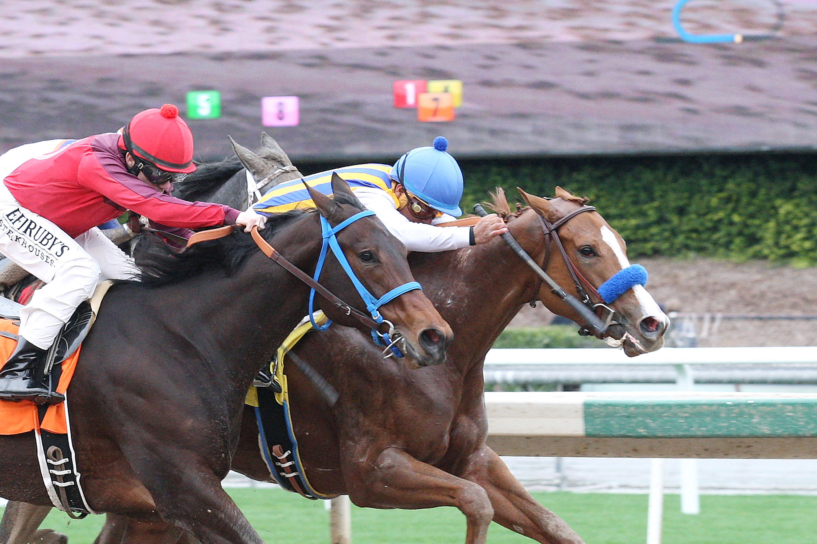 Divine Spark wins a Jan. 7, 2017 maiden race