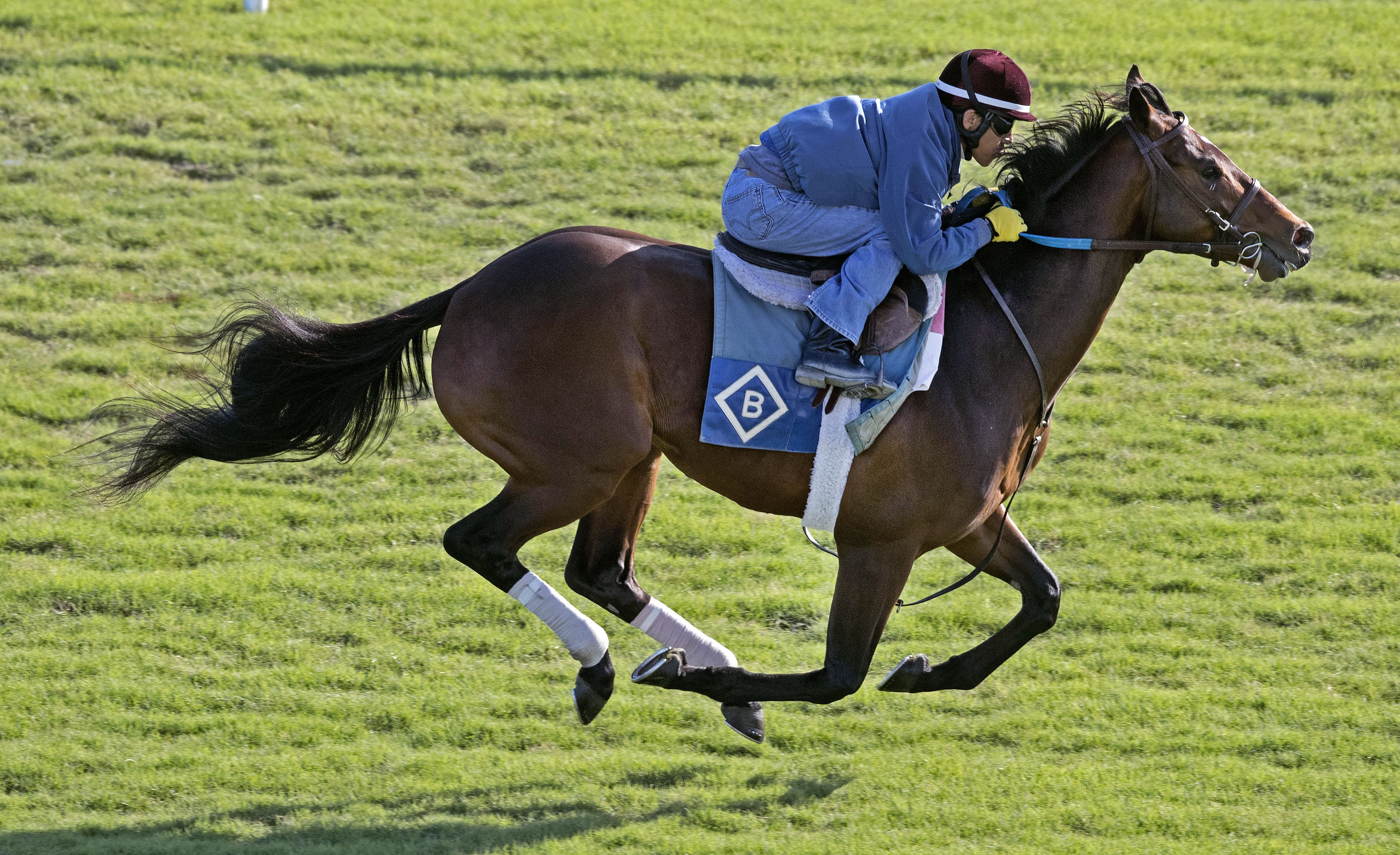 Divisidero trains at Gulfstream Park on Jan. 8