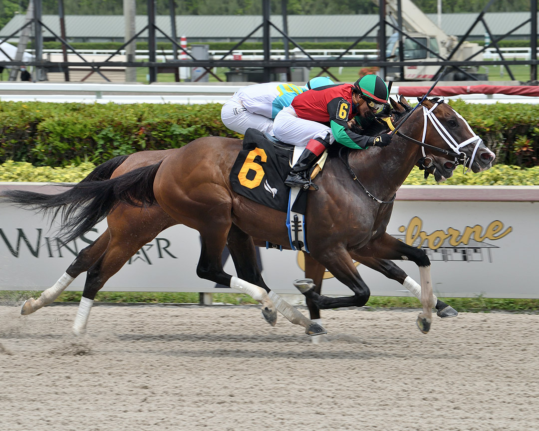 Doc Amster (6) wins an optional claiming race at Gulfstream Park on May 20