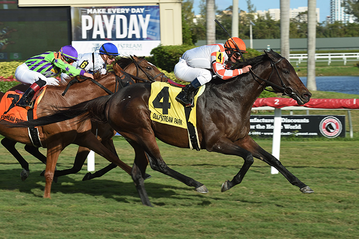 Doctor Mounty wins the 2019 Tropical Turf Stakes