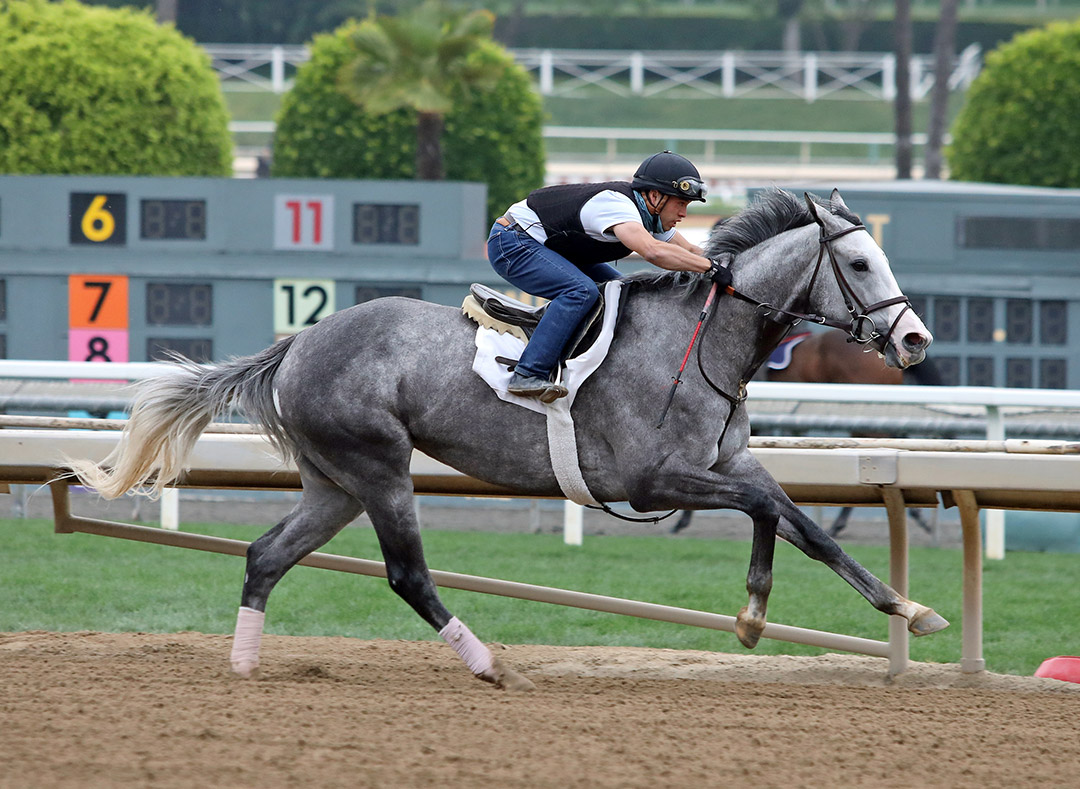 Dogtag trains at Santa Anita Park on May 31