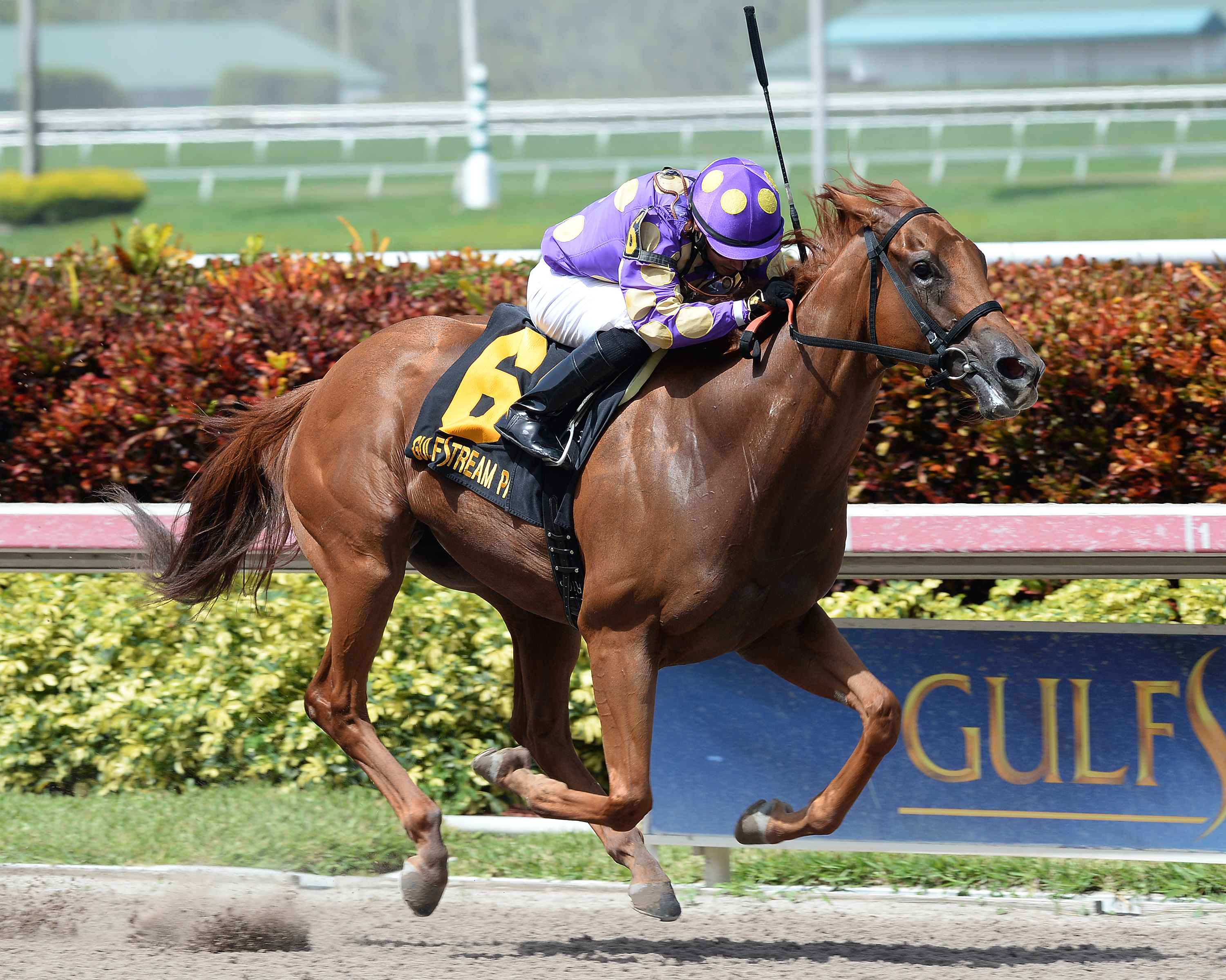 Dogwood Trail wins 2015 Azalea