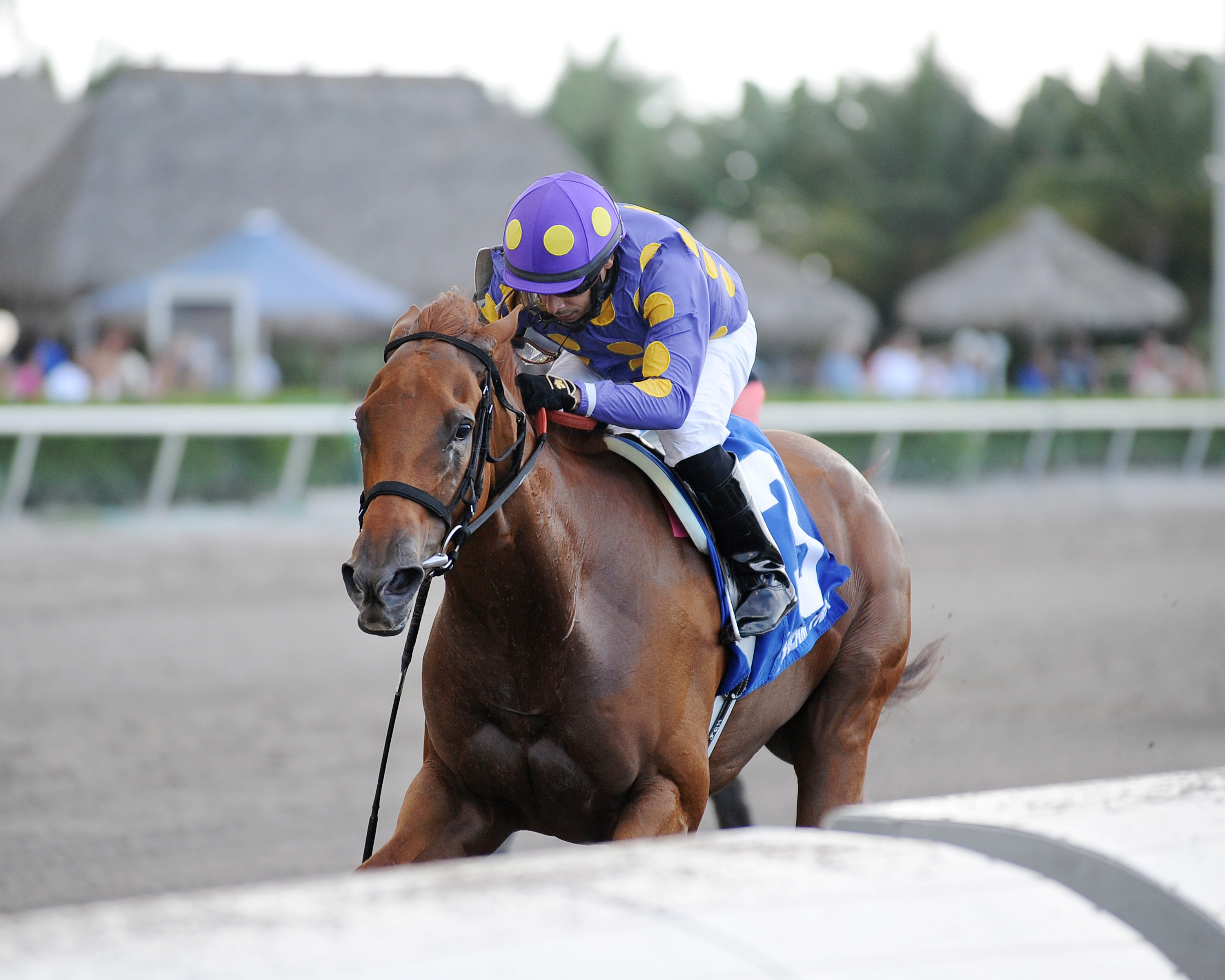 Dogwood Trail wins the Florida Sire Three Ring Stakes