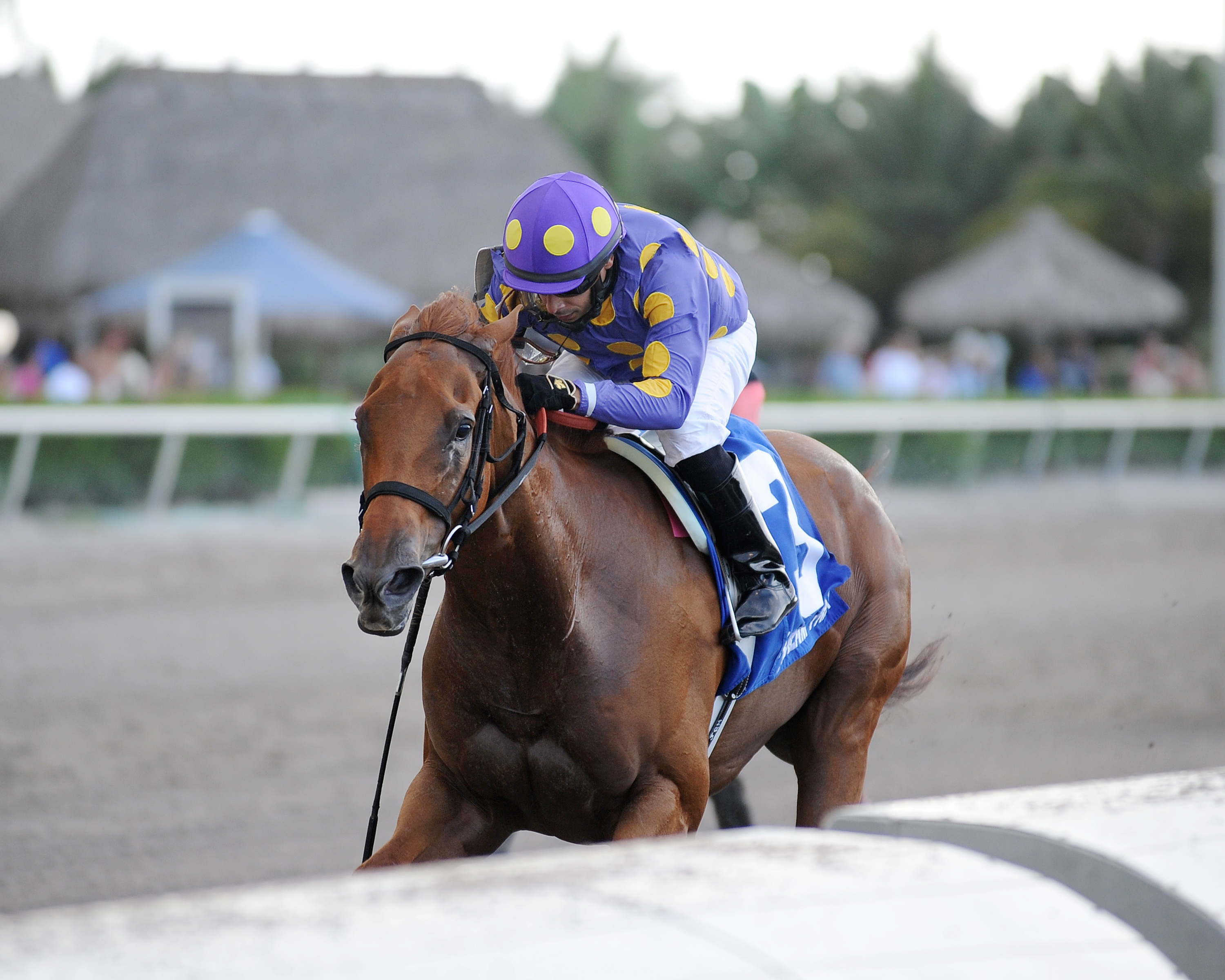 Dogwood Trail wins the Florida Sire Three Ring Stakes