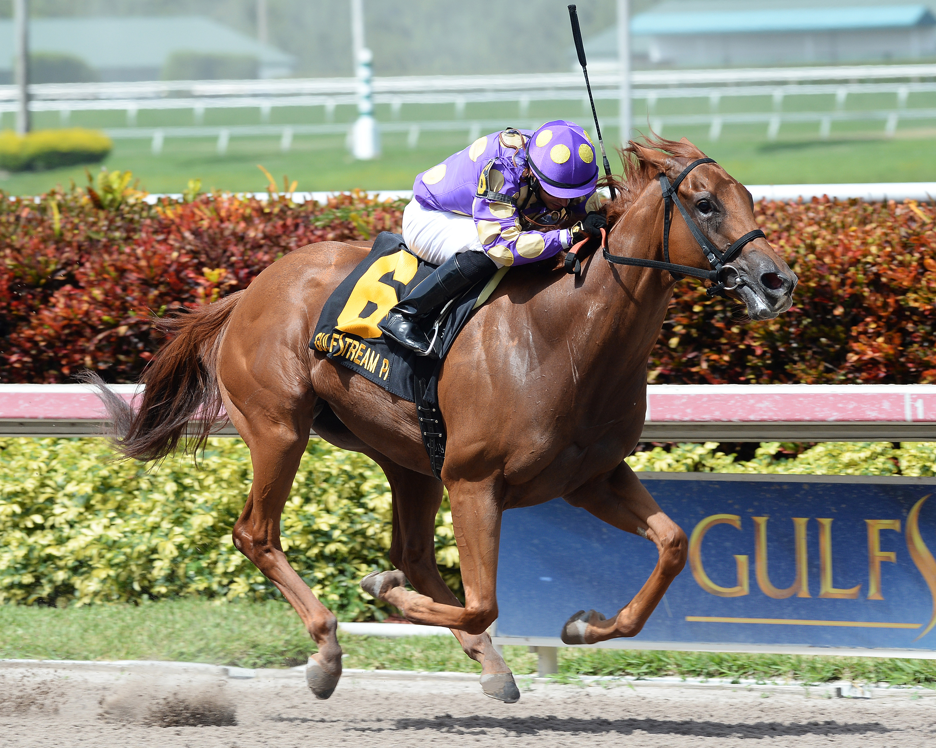 Dogwood Trail wins the 2015 Grade 3 Azalea Stakes