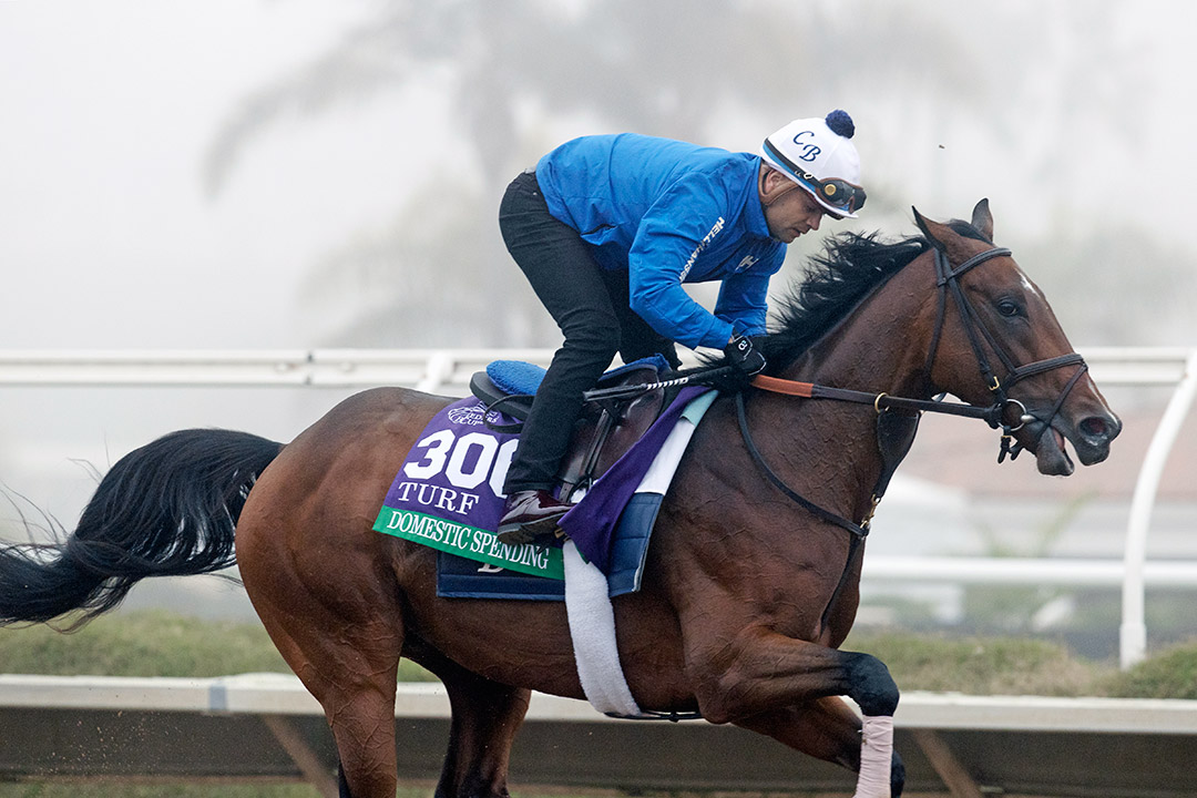 Domestic Spending trains for the Breeders' Cup at Del Mar in November 2021
