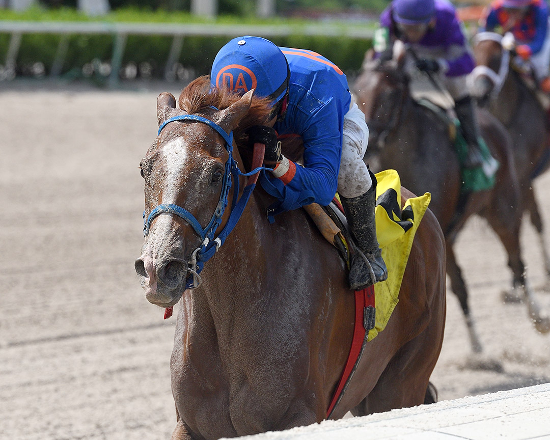 Don't Get Khozy wins a Feb. 21 optional claiming race at Gulfstream Park