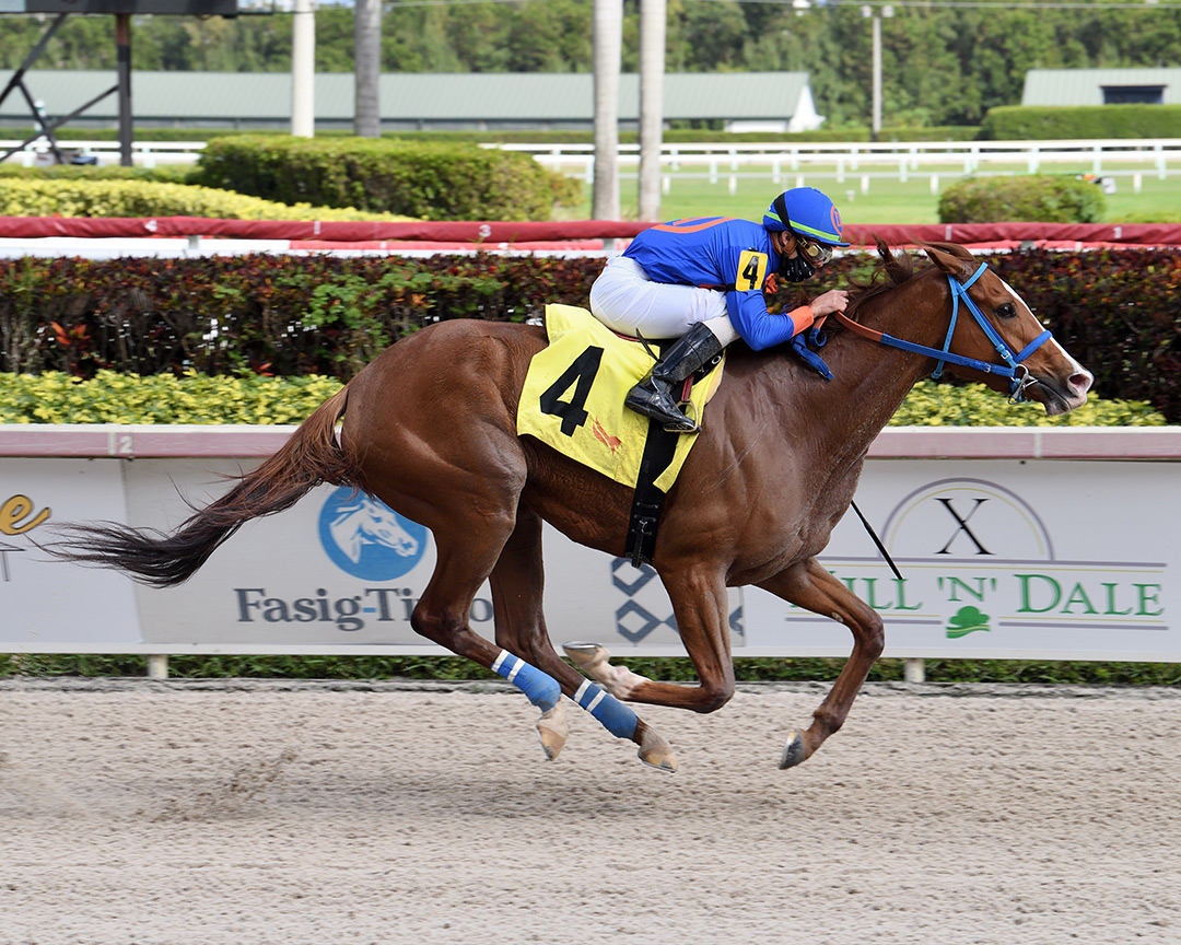 Don't Get Khozy wins a Feb. 21 optional claiming race at Gulfstream Park