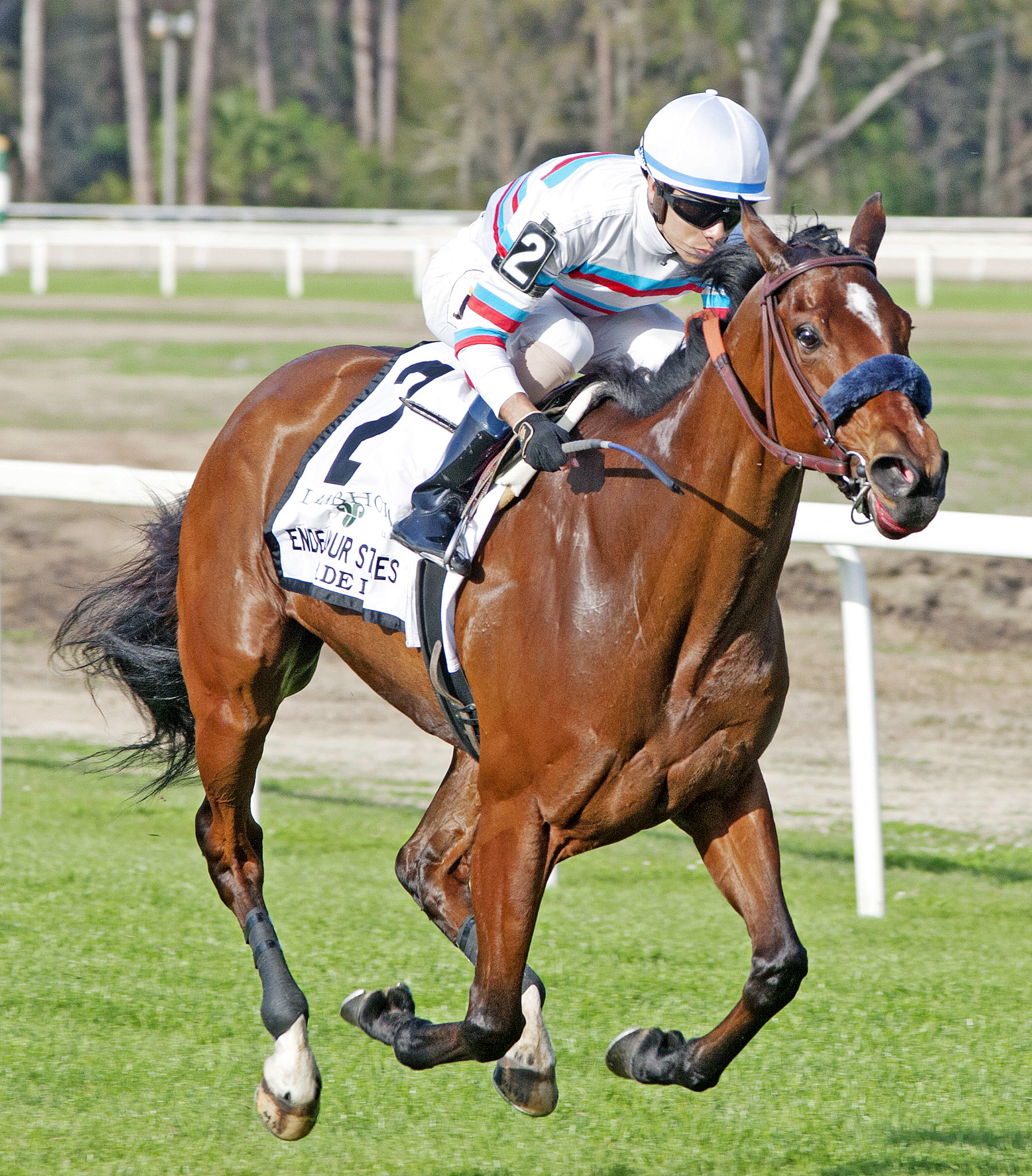 Dona Bruja wins 2018 Endeavour Stakes