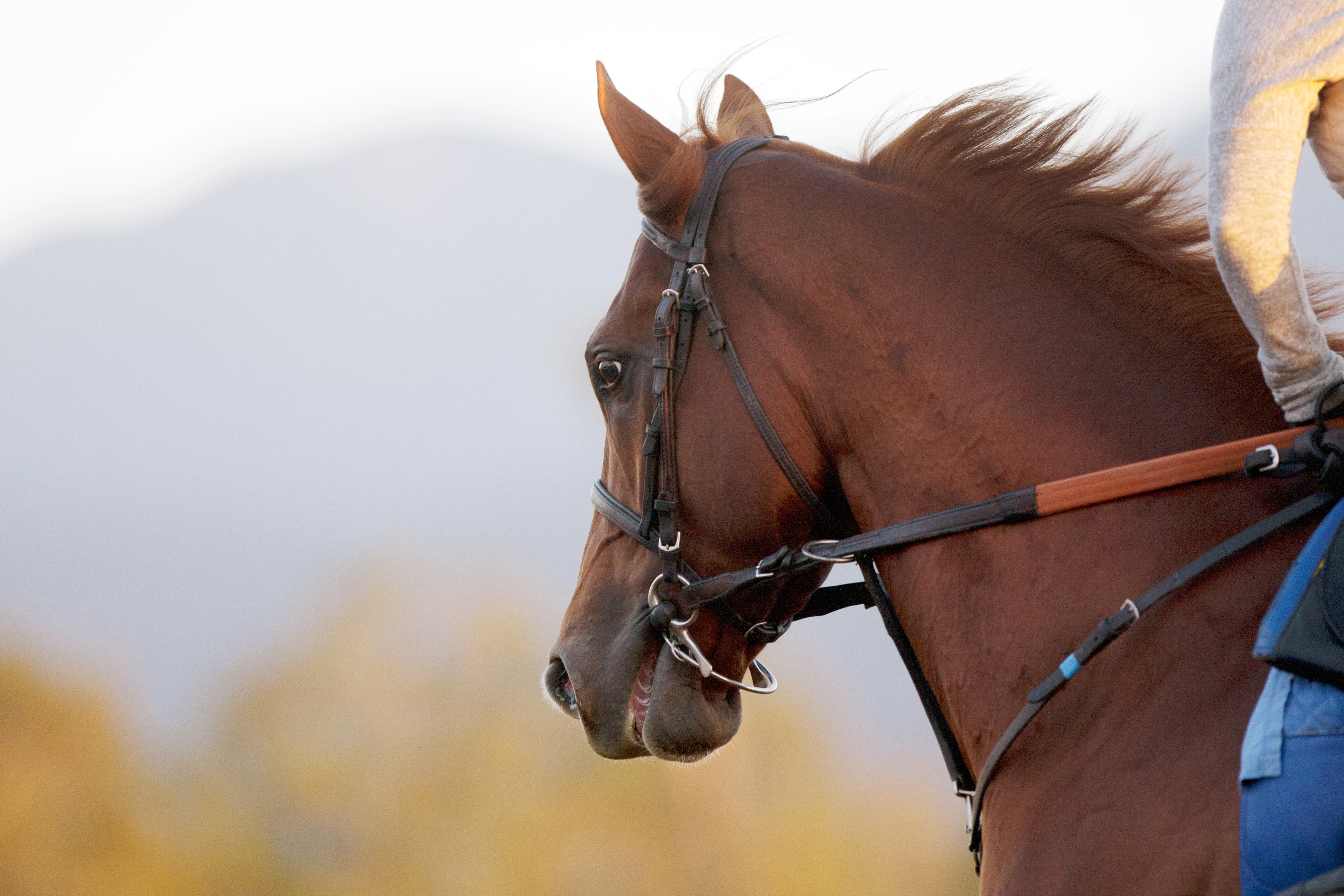 Dortmund at Santa Anita Park