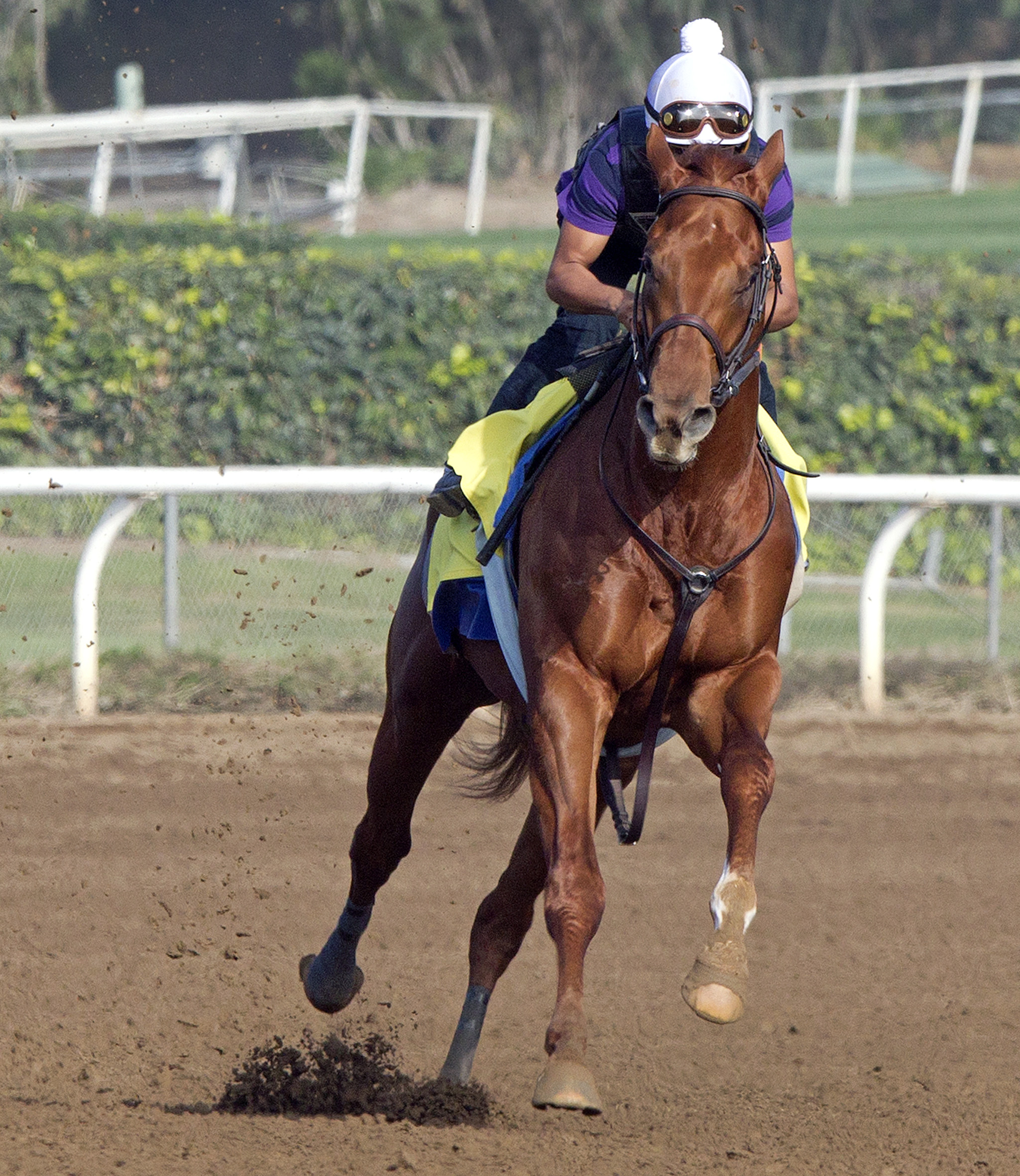 Dortmund trains at Santa Anita on Feb. 19