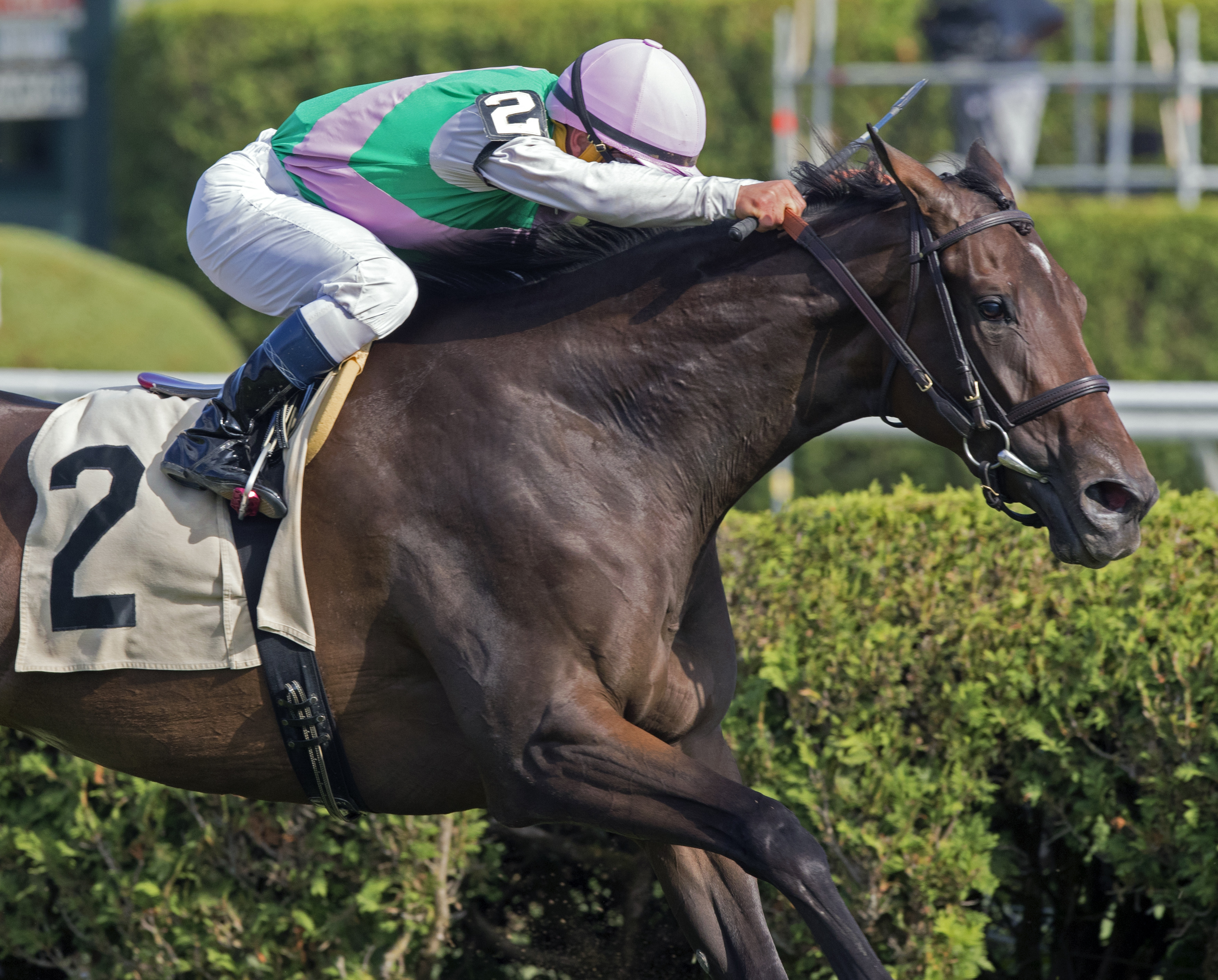 Dovecote finishes second in an Aug. 30 allowance race