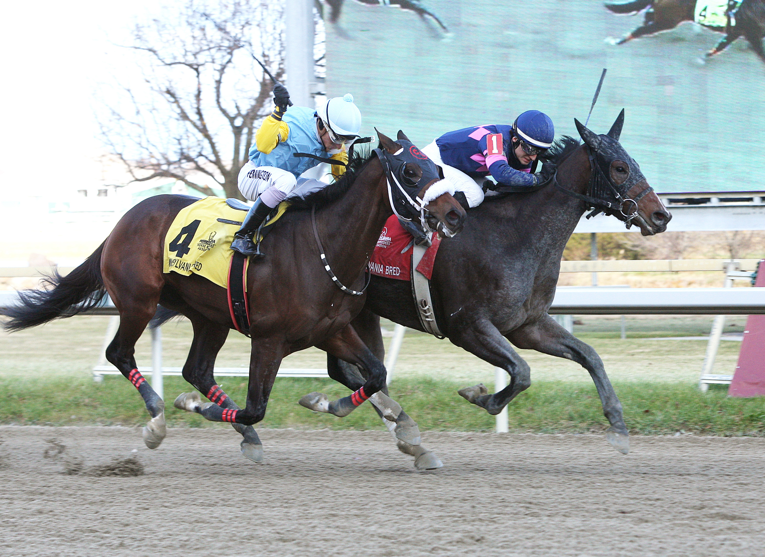 Downhill Racer wins the Pennsylvania Nursery