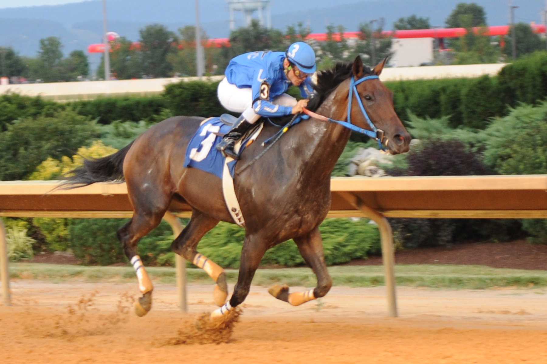 Downtown Allen/Fancy Buckles Stakes