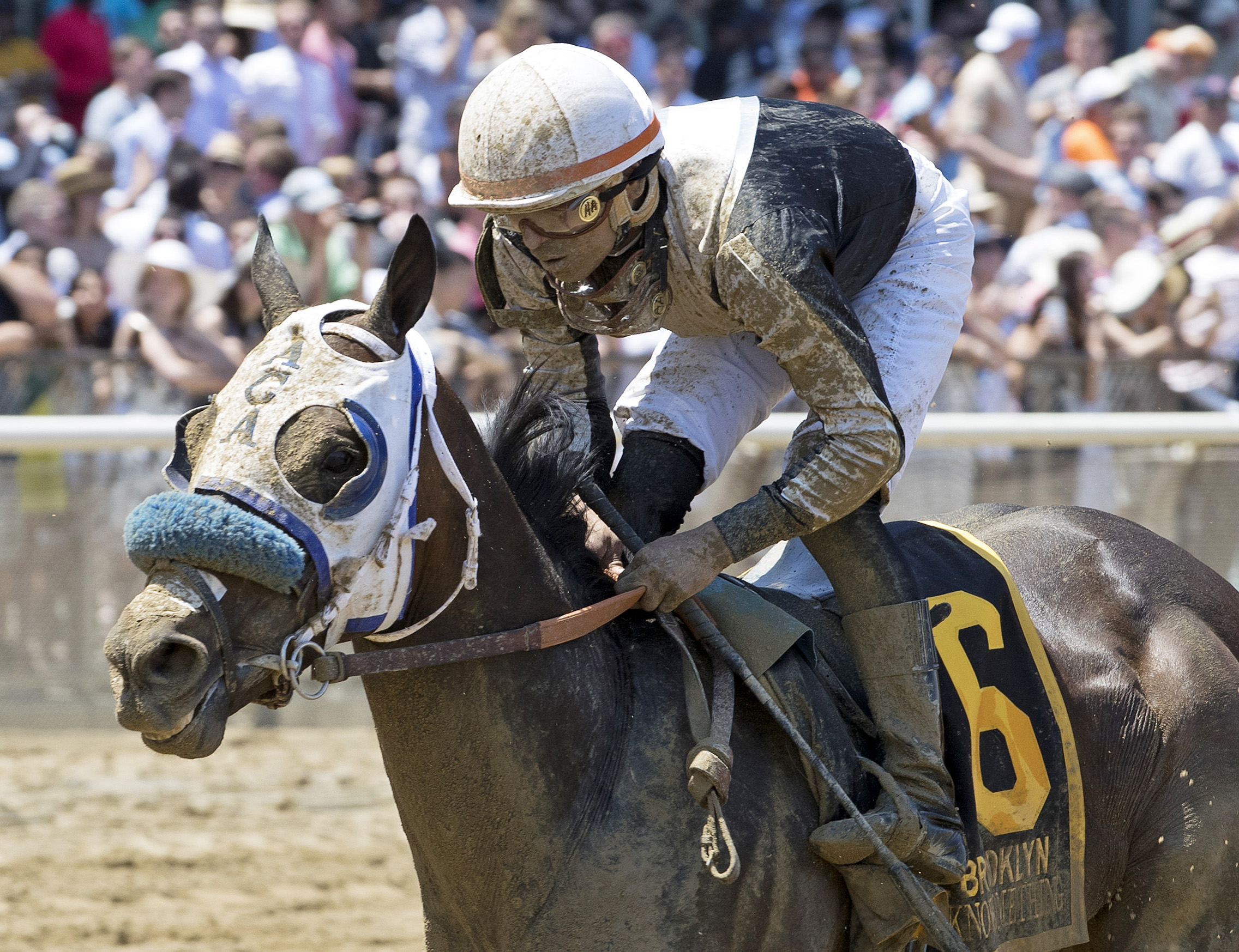 Doyouknowsomething finishes fifth in the Brooklyn Invitational