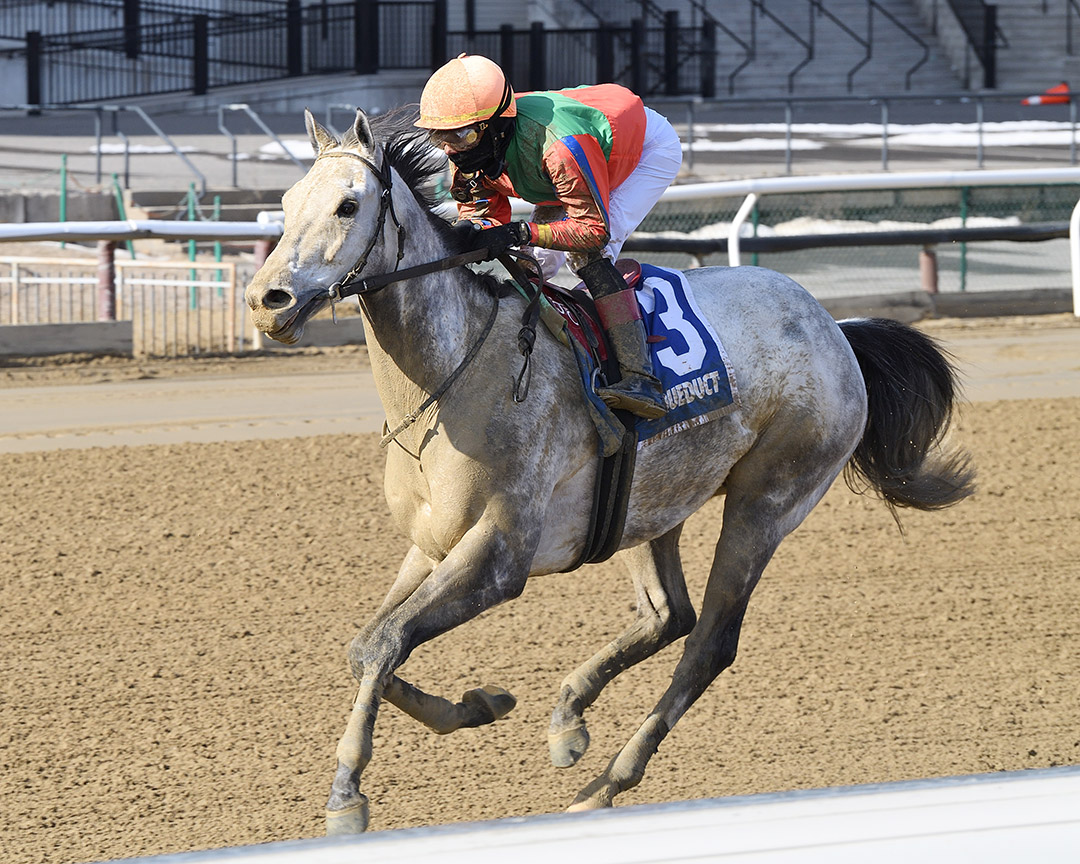 Drafted wins the 2022 Toboggan Stakes at Aqueduct Racetrack