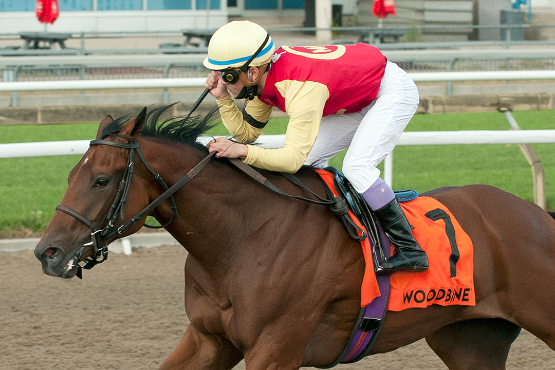 Dragon's Brew wins the 2020 Simcoe Stakes at Woodbine