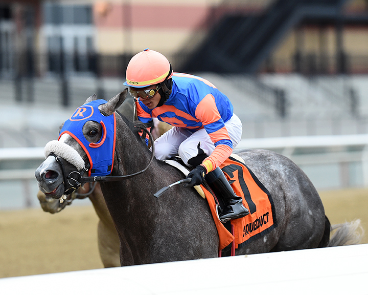 Dream Bigger wins the 2019 Notebook Stakes at Aqueduct Racetrack