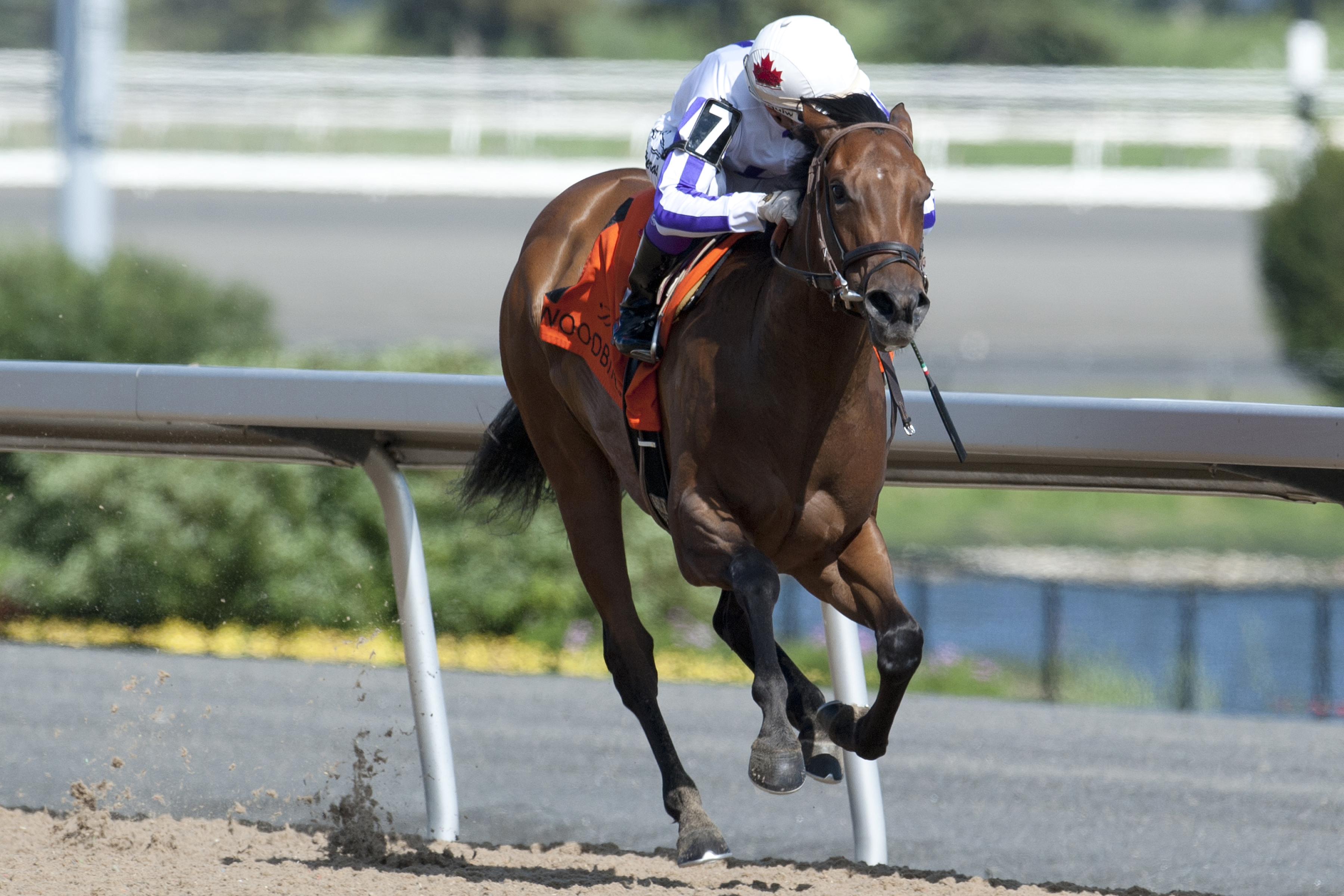 Dream It Is wins the My Dear Stakes