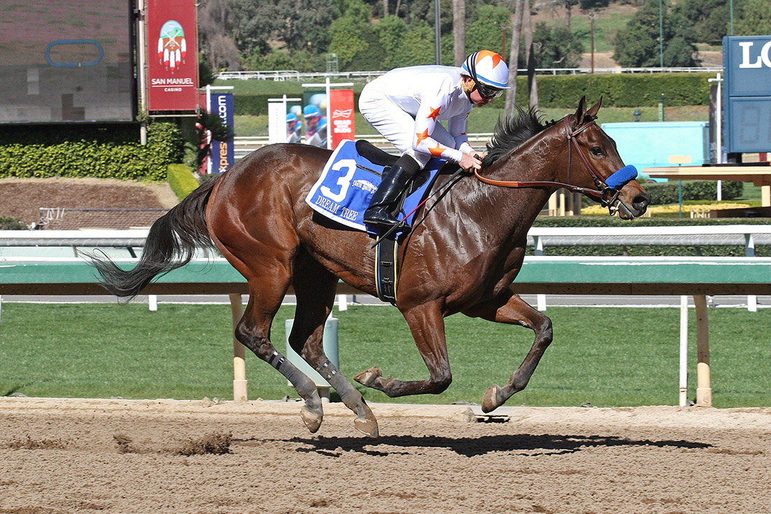 Dream Tree wins the 2018 Las Virgenes