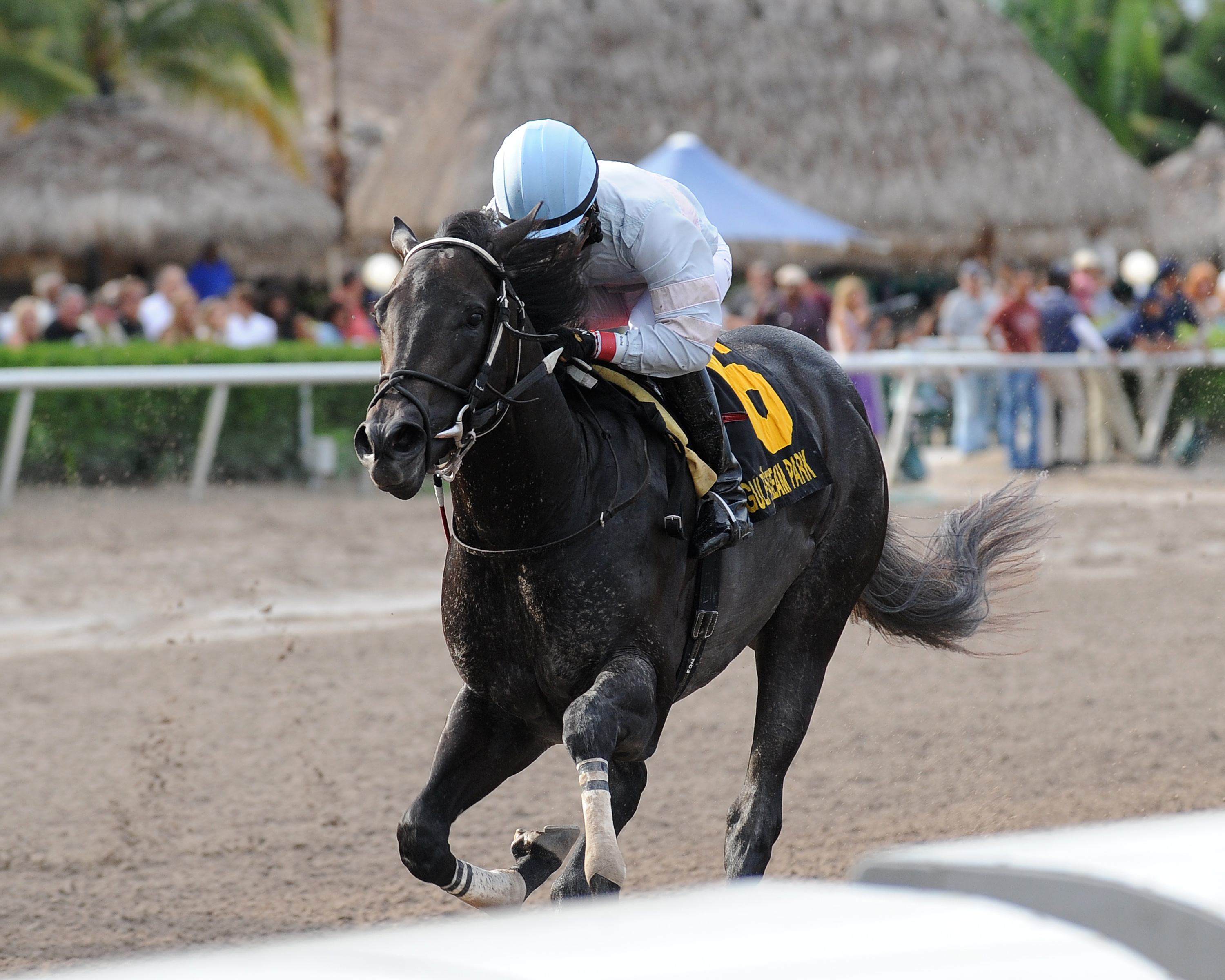 Dream of Me wins 2015 Dr Fager
