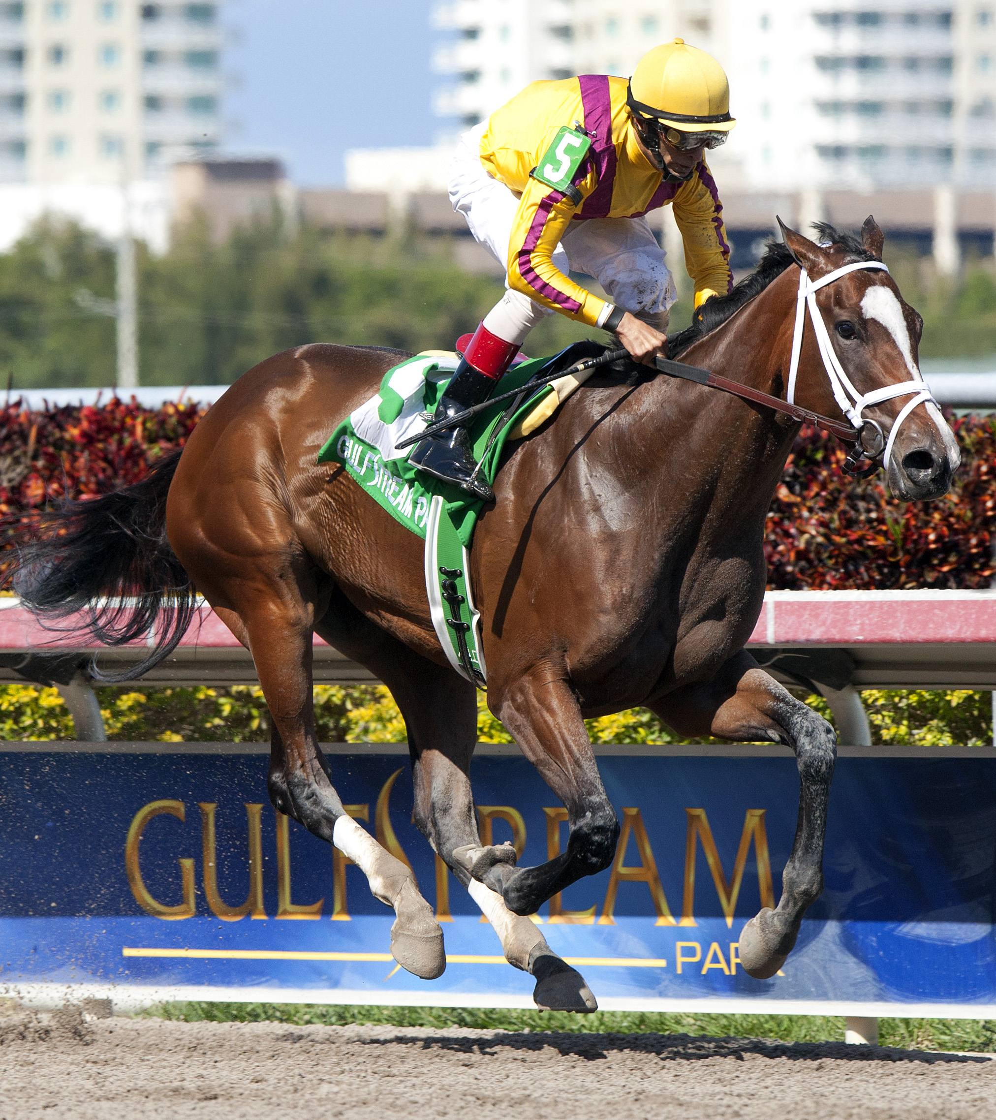 Dreaming of Julia, Gulfstream Oaks