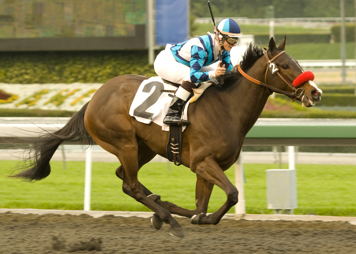 Dubai You X Y Z, allowance, Betfair Hollywood