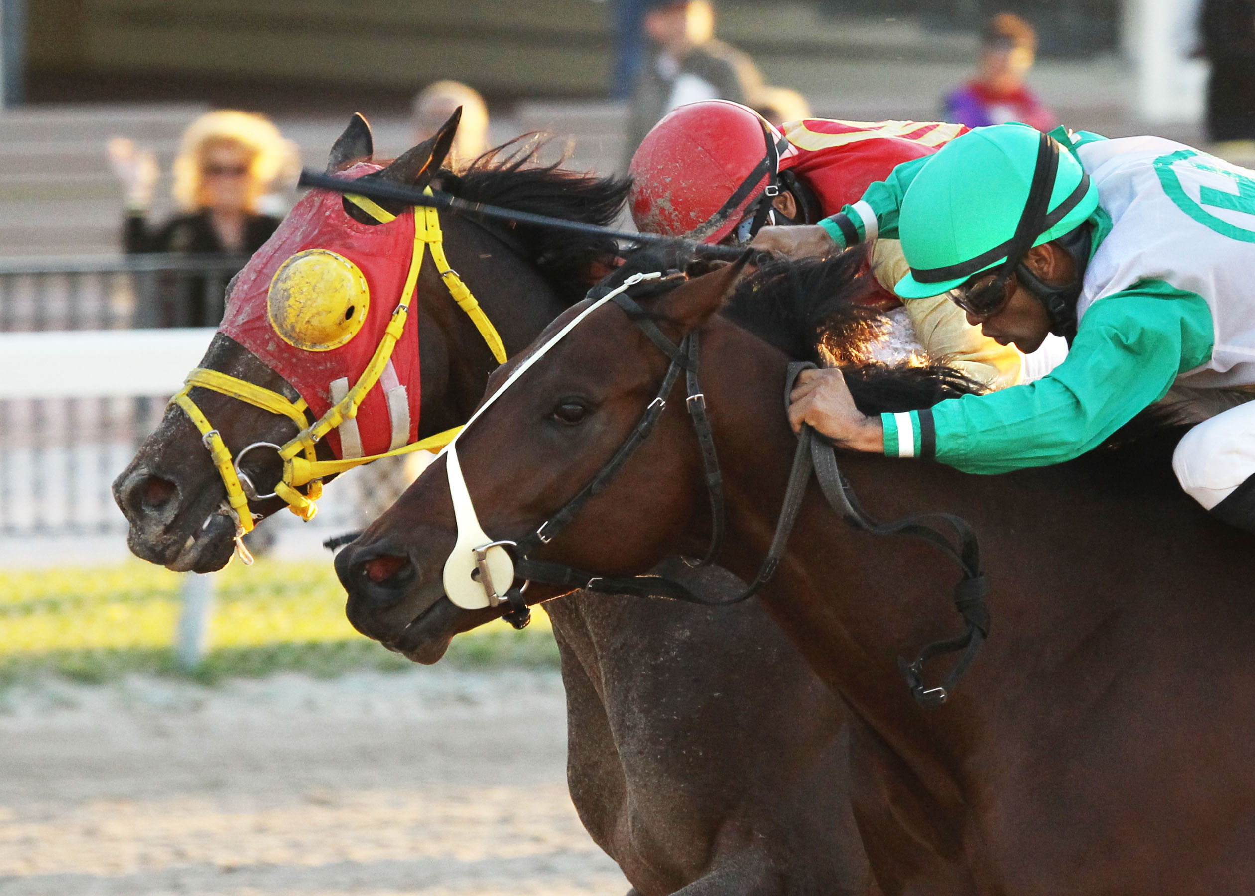 Ducduc and Csaba dead heat/Hooper