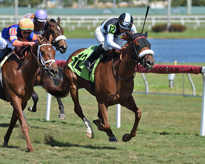 Duchess of Sussex (12) wins a Feb. 23 maiden race at Gulfstream Park