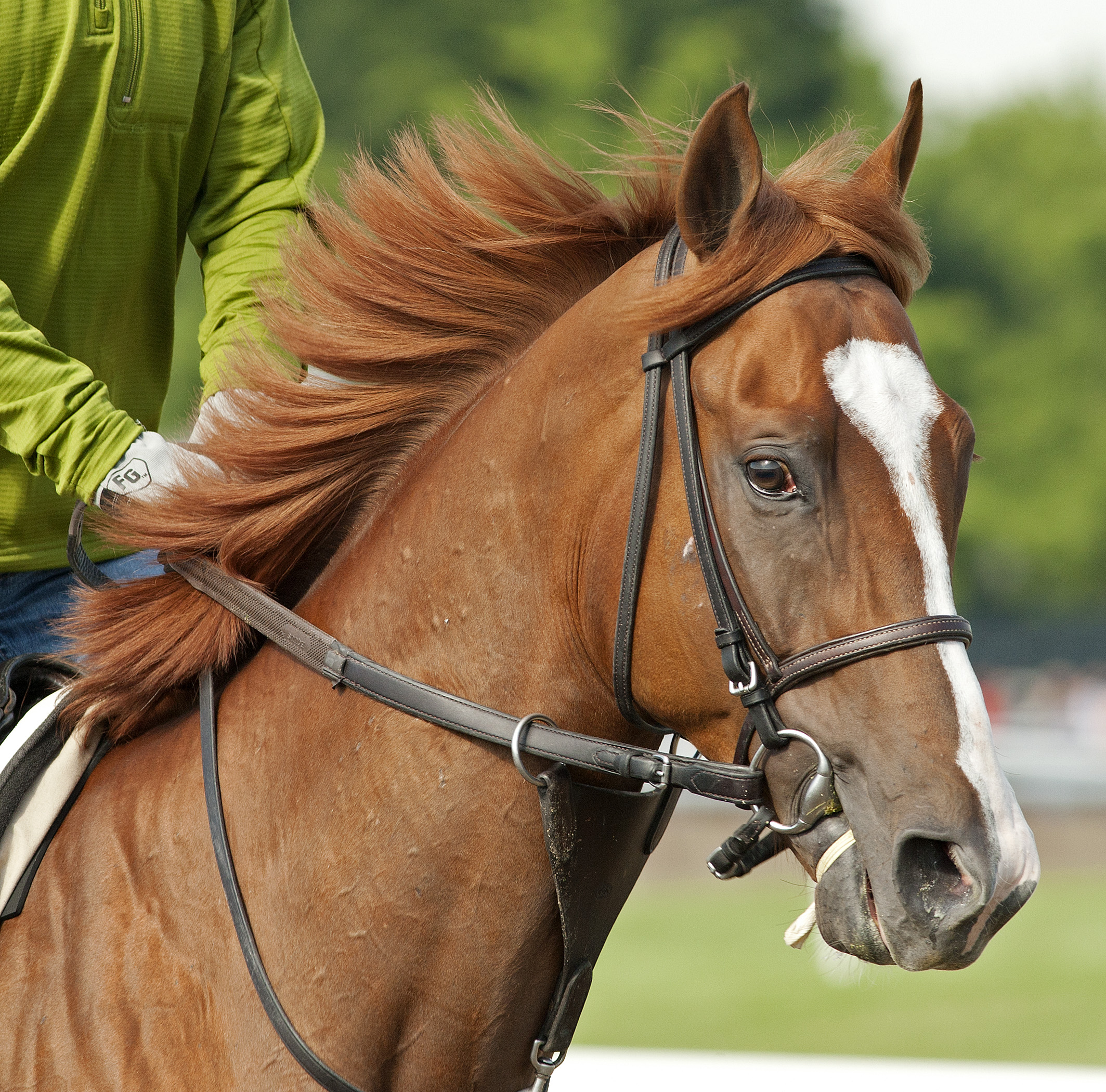 Belmont Stakes 2012 workout reports: Dullahan stands out